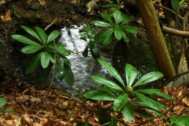 Rhododendron ponticum in Silkosiya Nature Reserve, Bulgaria