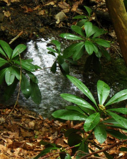 Rhododendron ponticum in Silkosiya Nature Reserve, Bulgaria