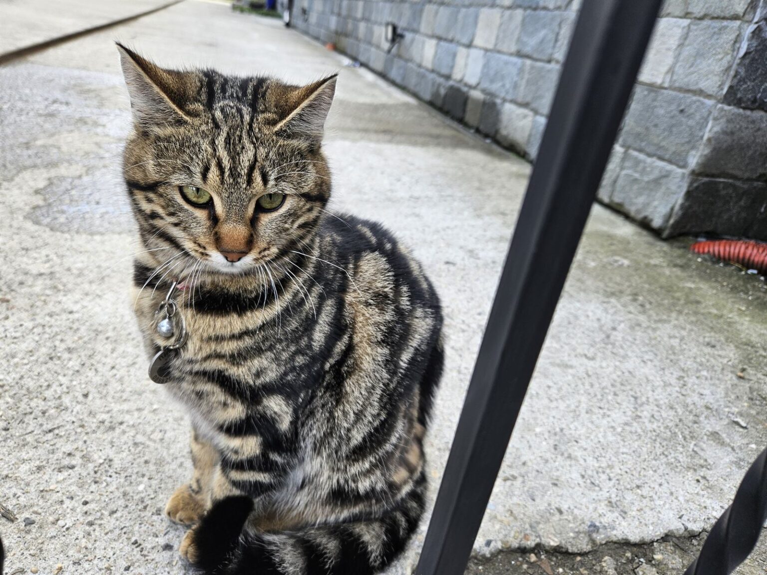 Cat in the historic town of Bansko, Bulgaria