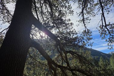 Baykusheva Mura pine with the Pirin Mountains in the background