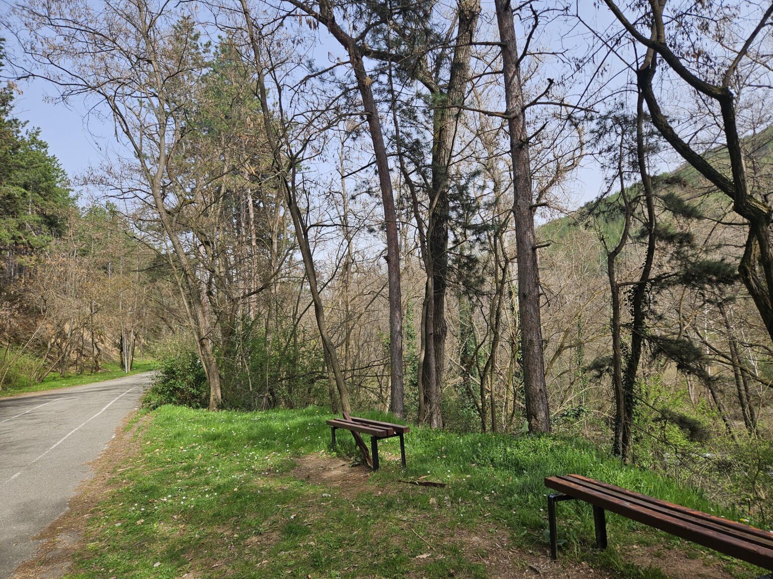 Wooden benches on a grassy clearing beside the alley under the pines in Bachinovo Park