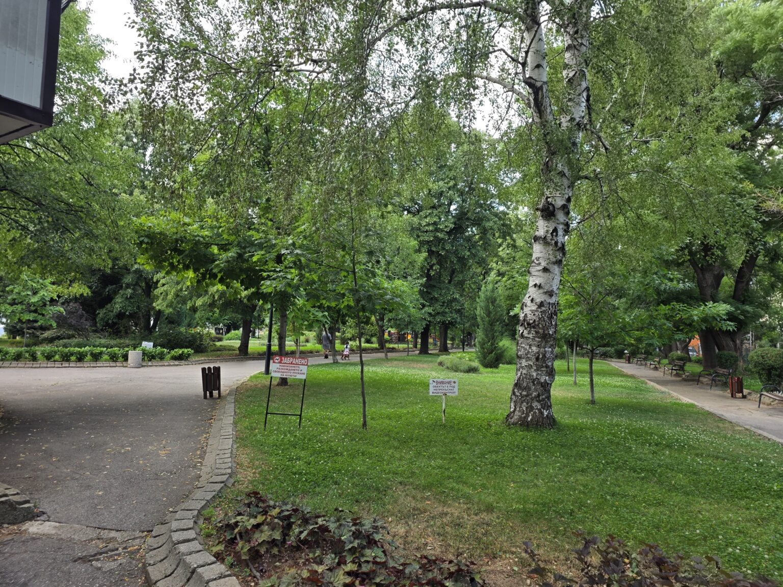 A lawn with a tall birch tree beside an alley in the town park of Dupnitsa