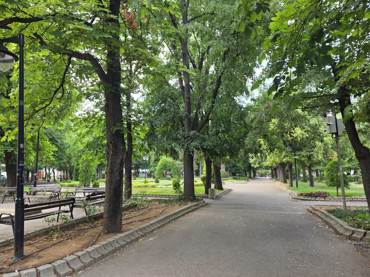 A long alley lined with tall trees, benches and street lamps in the park of Dupnitsa