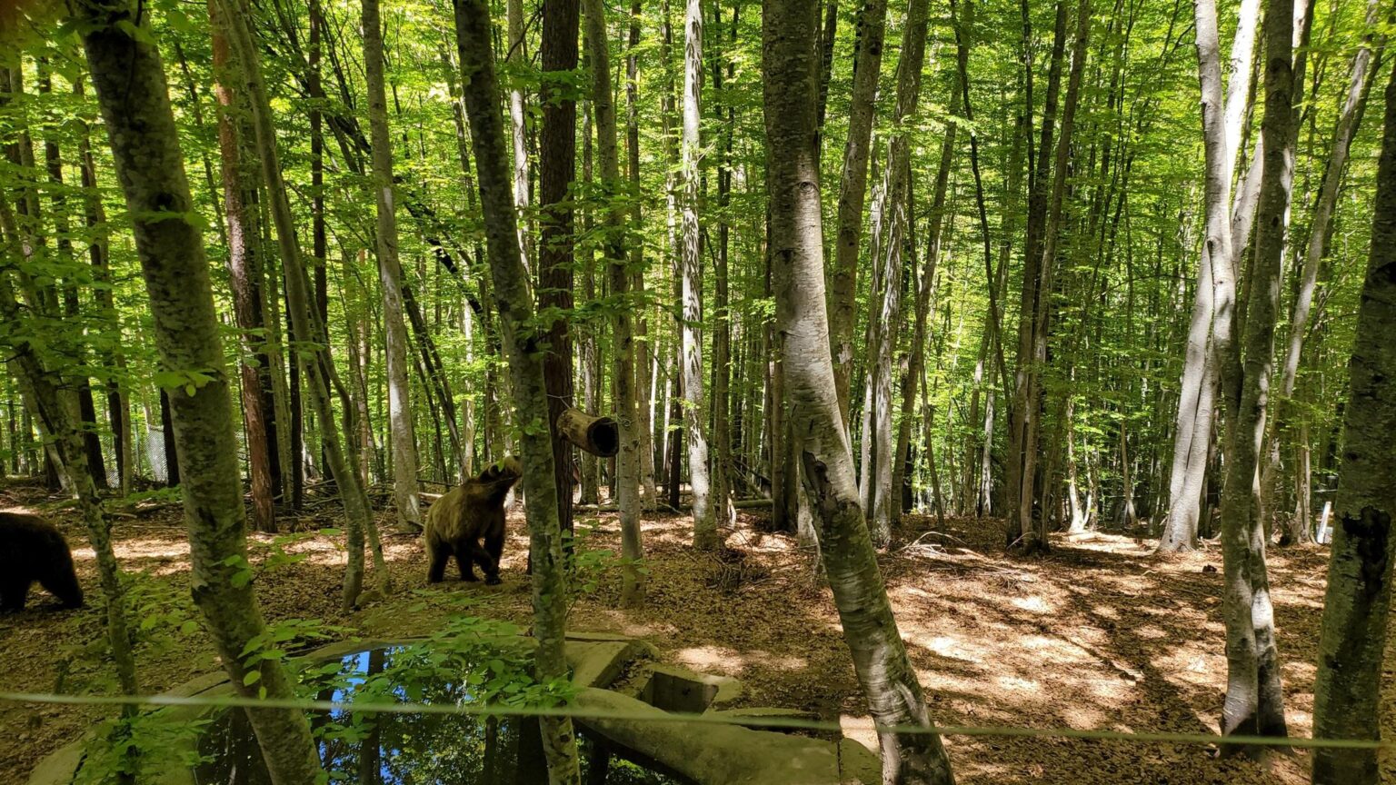 Bansko Without the Skiing or the Spa?! A Guide to Getting Properly Lost in the Mountains