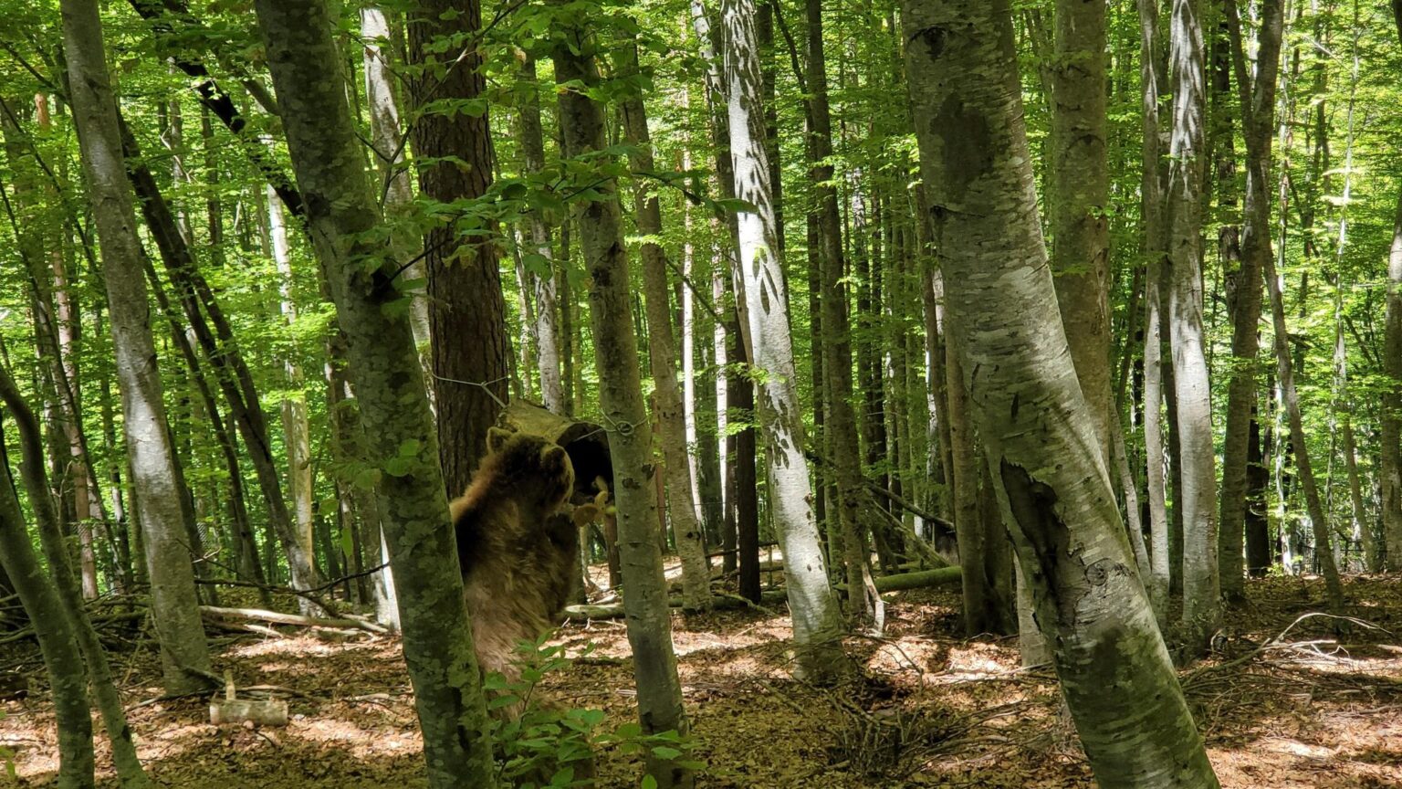 Bansko Without the Skiing or the Spa?! A Guide to Getting Properly Lost in the Mountains