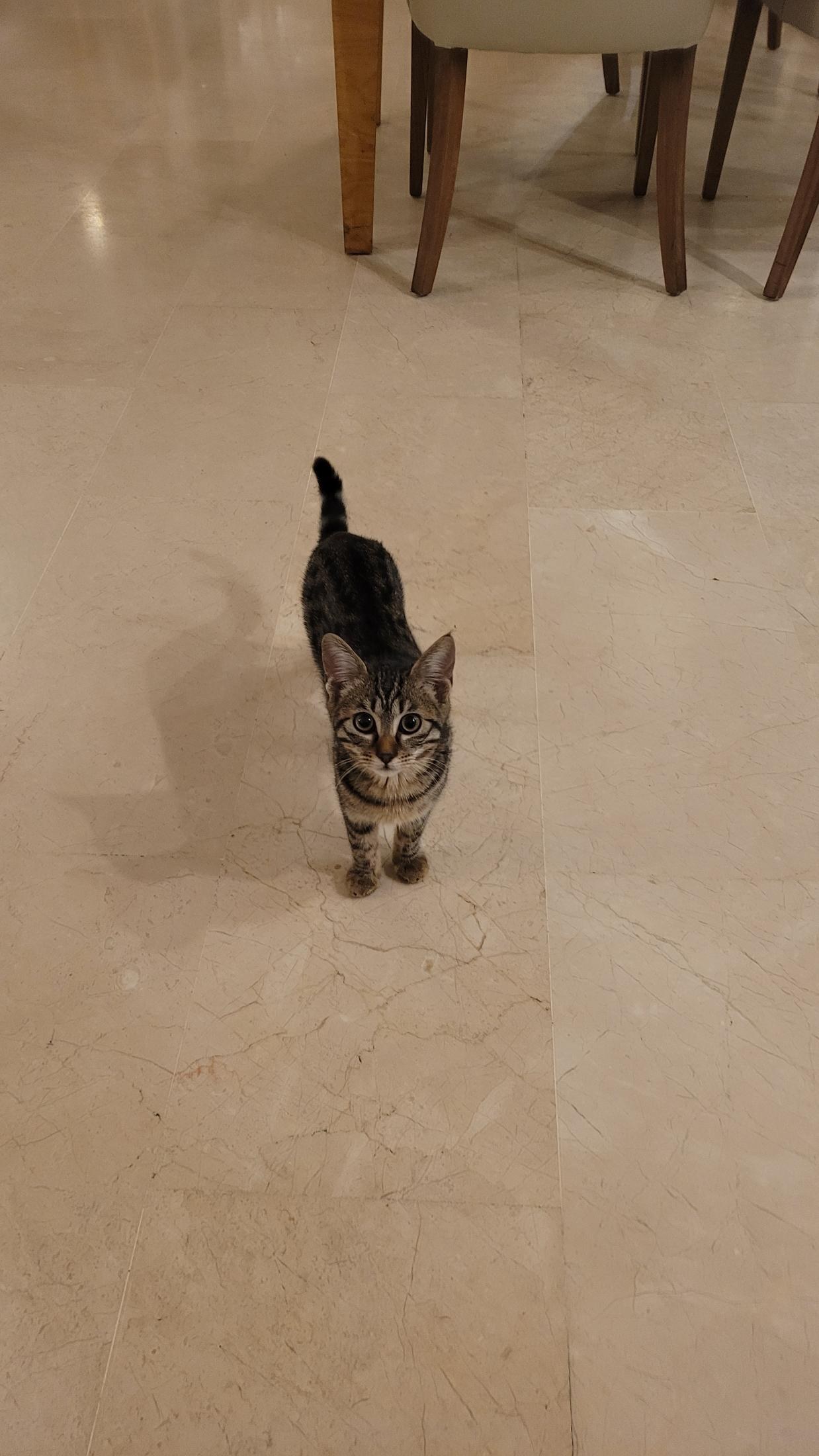 A cat in the Antalya area, Türkiye