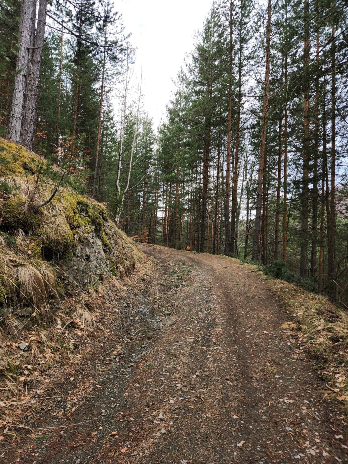 The Dark Side of Vitosha: The Eco-Trail from Chuypetlovo to Smilyo Shelter