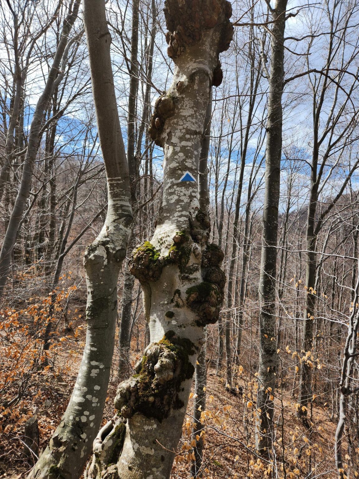 The Dark Side of Vitosha: The Eco-Trail from Chuypetlovo to Smilyo Shelter
