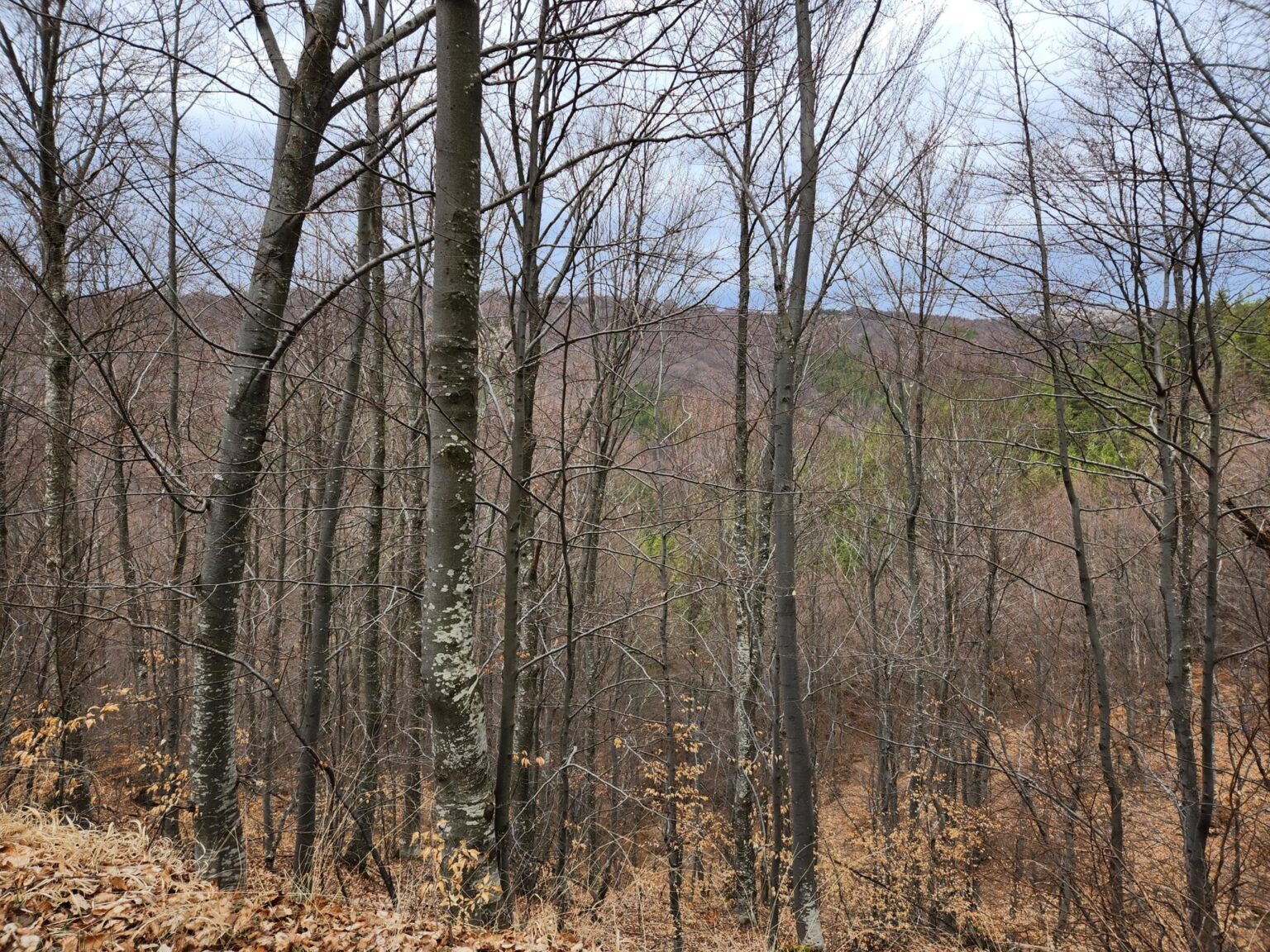 The Dark Side of Vitosha: The Eco-Trail from Chuypetlovo to Smilyo Shelter