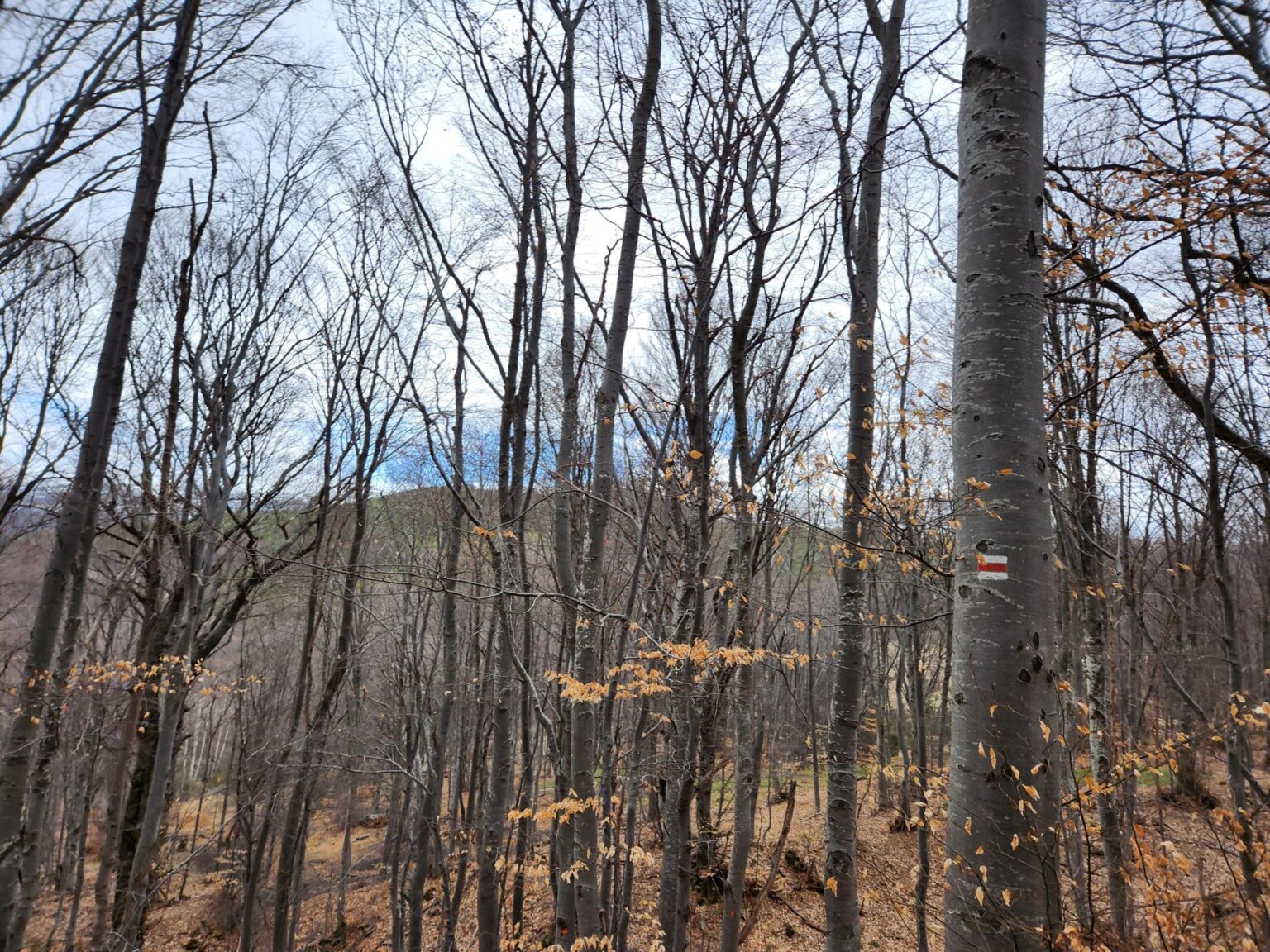 The Dark Side of Vitosha: The Eco-Trail from Chuypetlovo to Smilyo Shelter