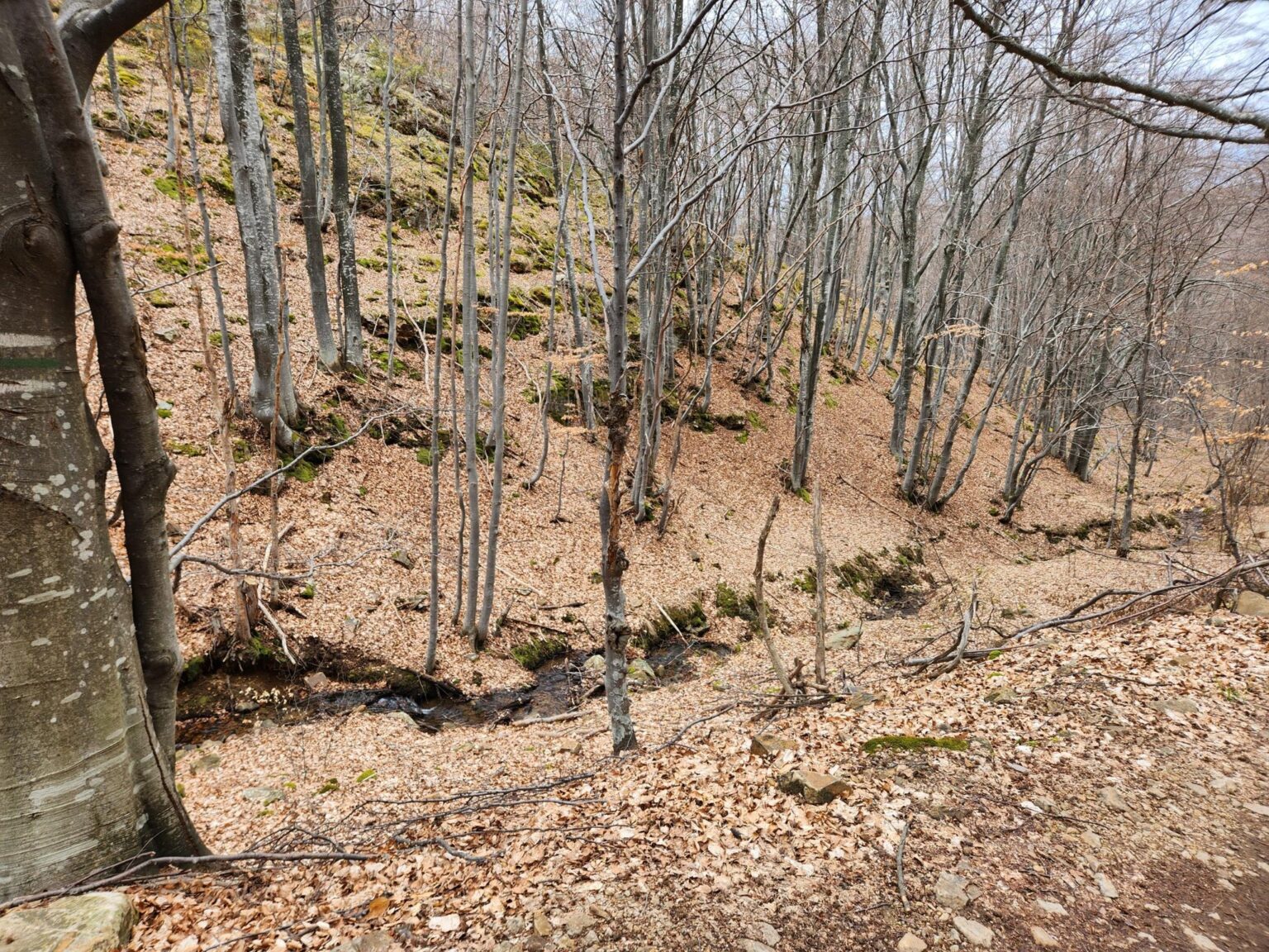 The Dark Side of Vitosha: The Eco-Trail from Chuypetlovo to Smilyo Shelter