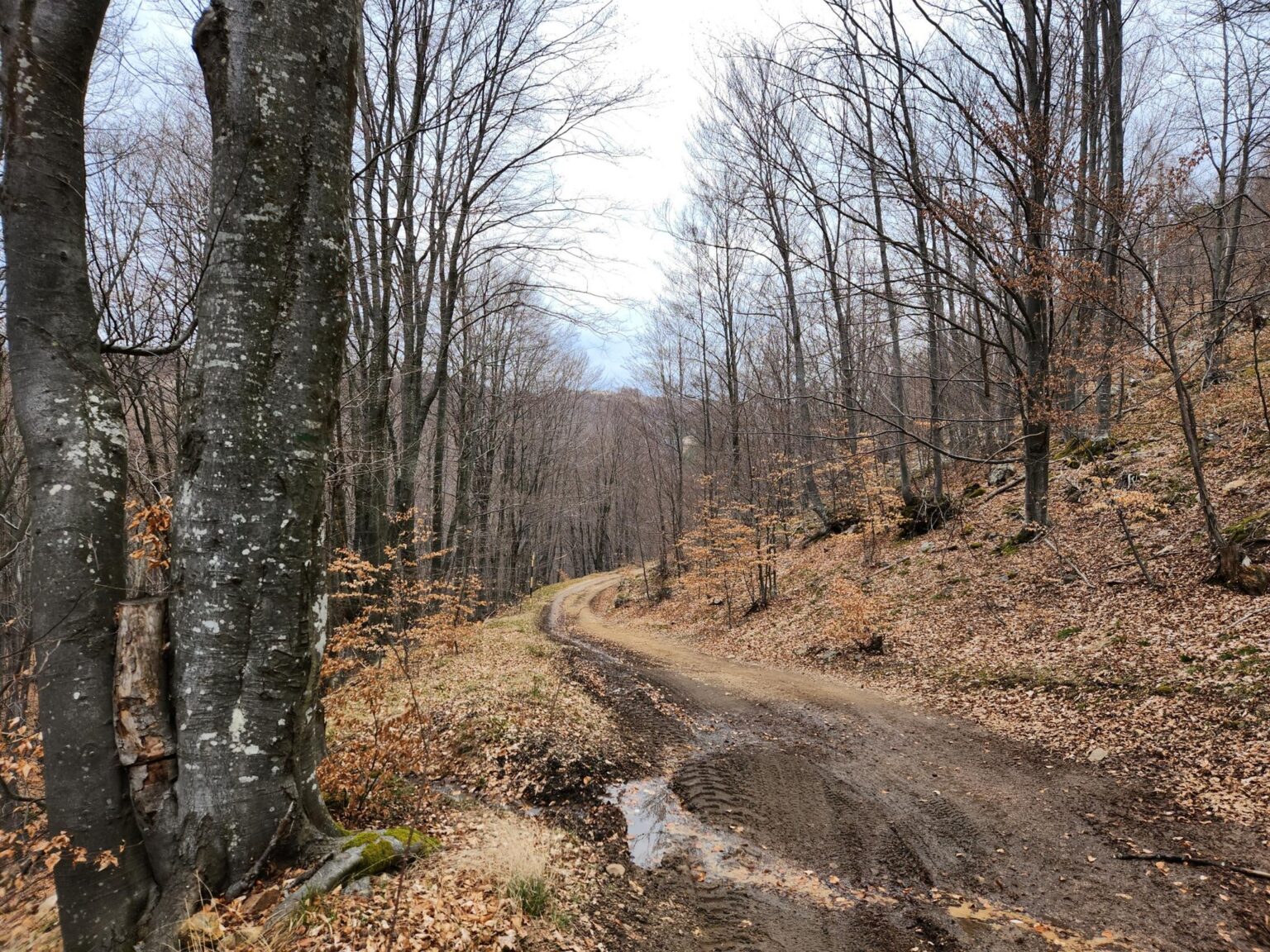 The Dark Side of Vitosha: The Eco-Trail from Chuypetlovo to Smilyo Shelter