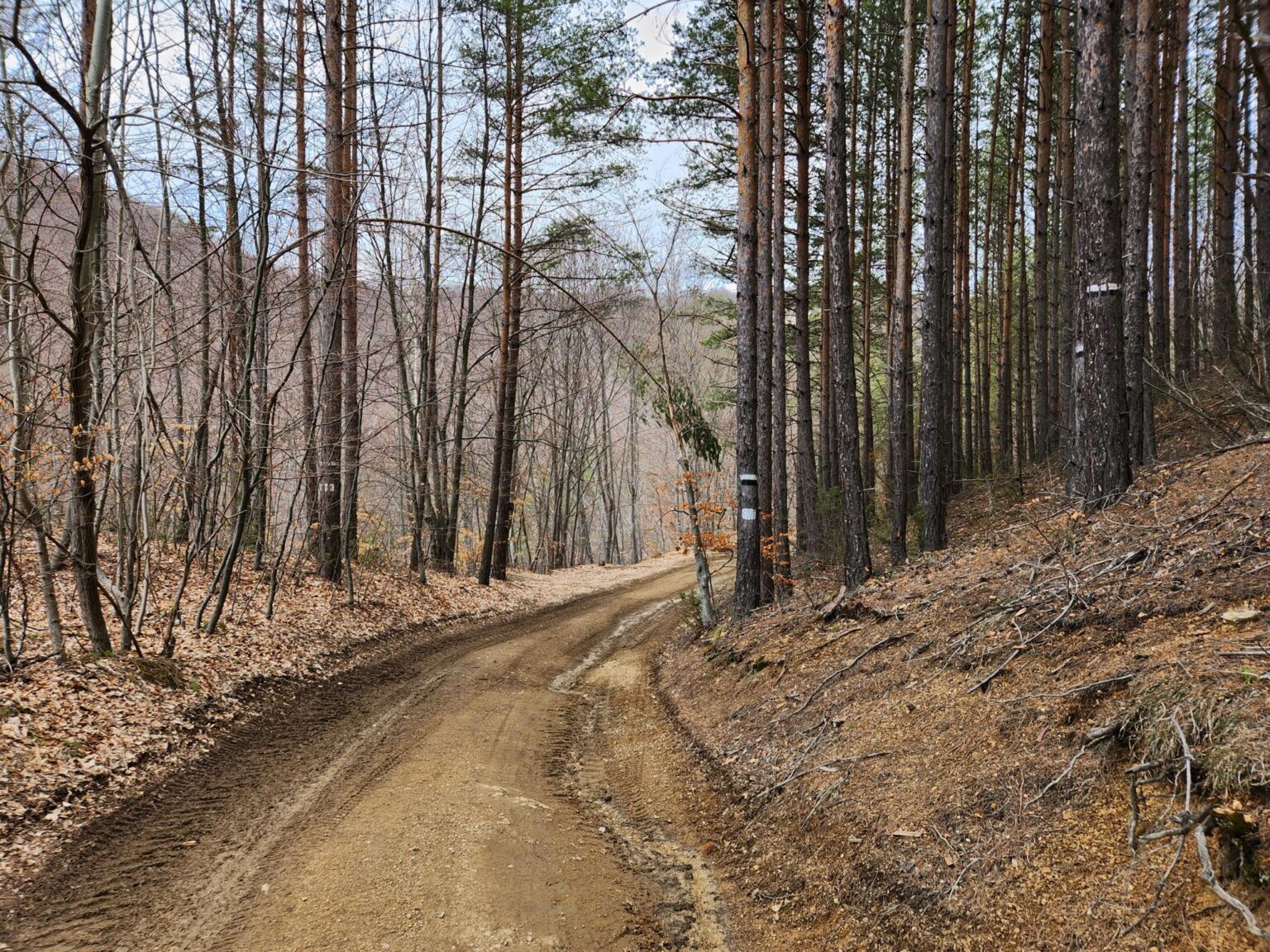 The Dark Side of Vitosha: The Eco-Trail from Chuypetlovo to Smilyo Shelter