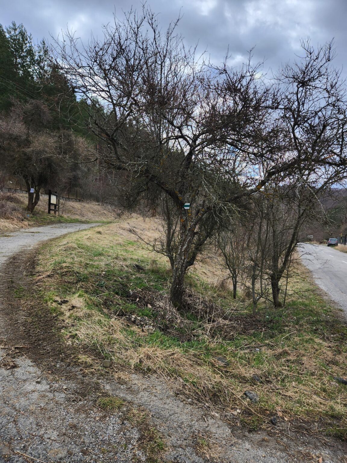 The Dark Side of Vitosha: The Eco-Trail from Chuypetlovo to Smilyo Shelter
