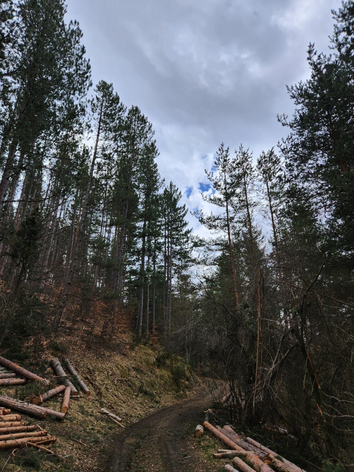 The Dark Side of Vitosha: The Eco-Trail from Chuypetlovo to Smilyo Shelter