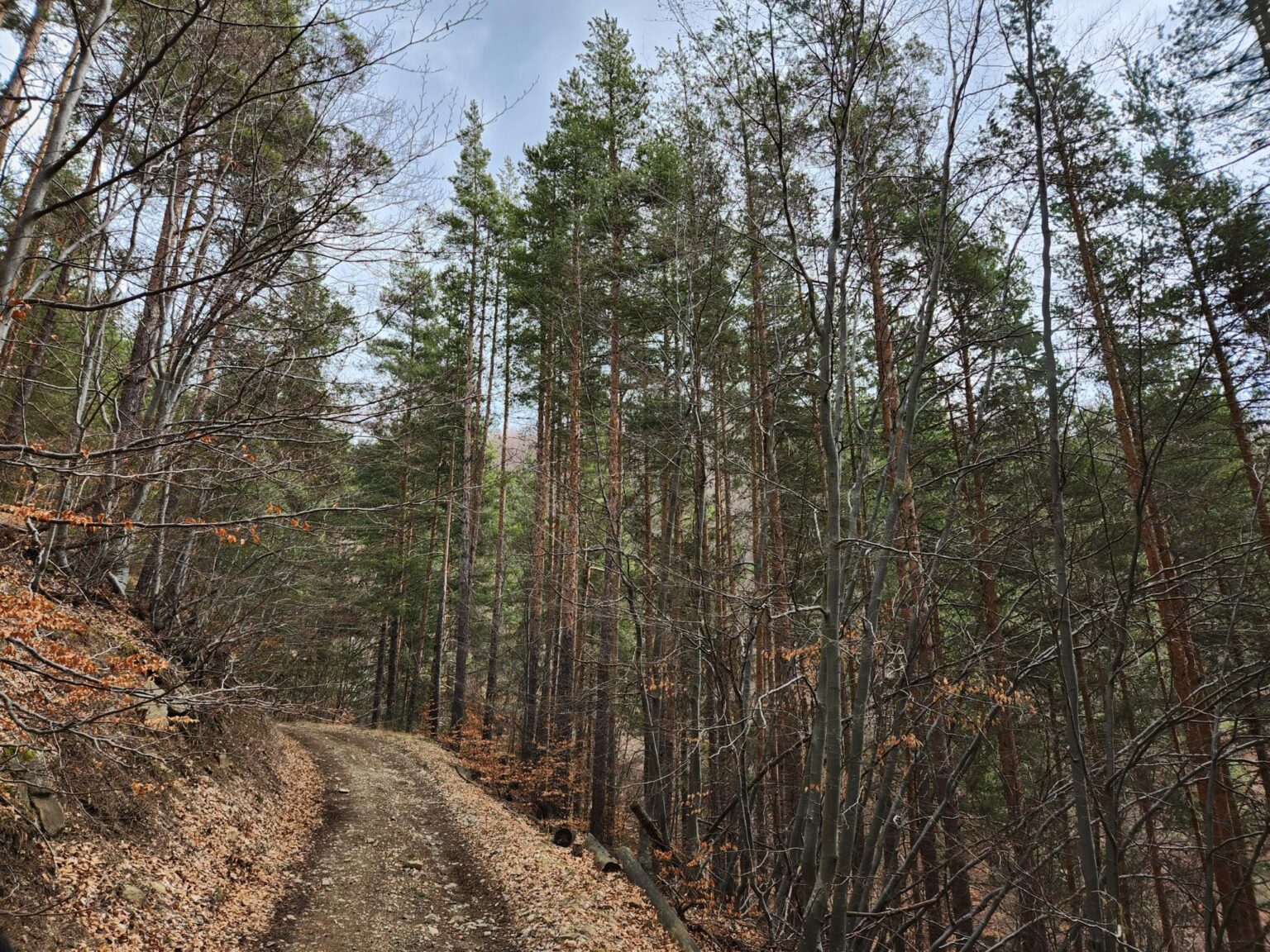 The Dark Side of Vitosha: The Eco-Trail from Chuypetlovo to Smilyo Shelter