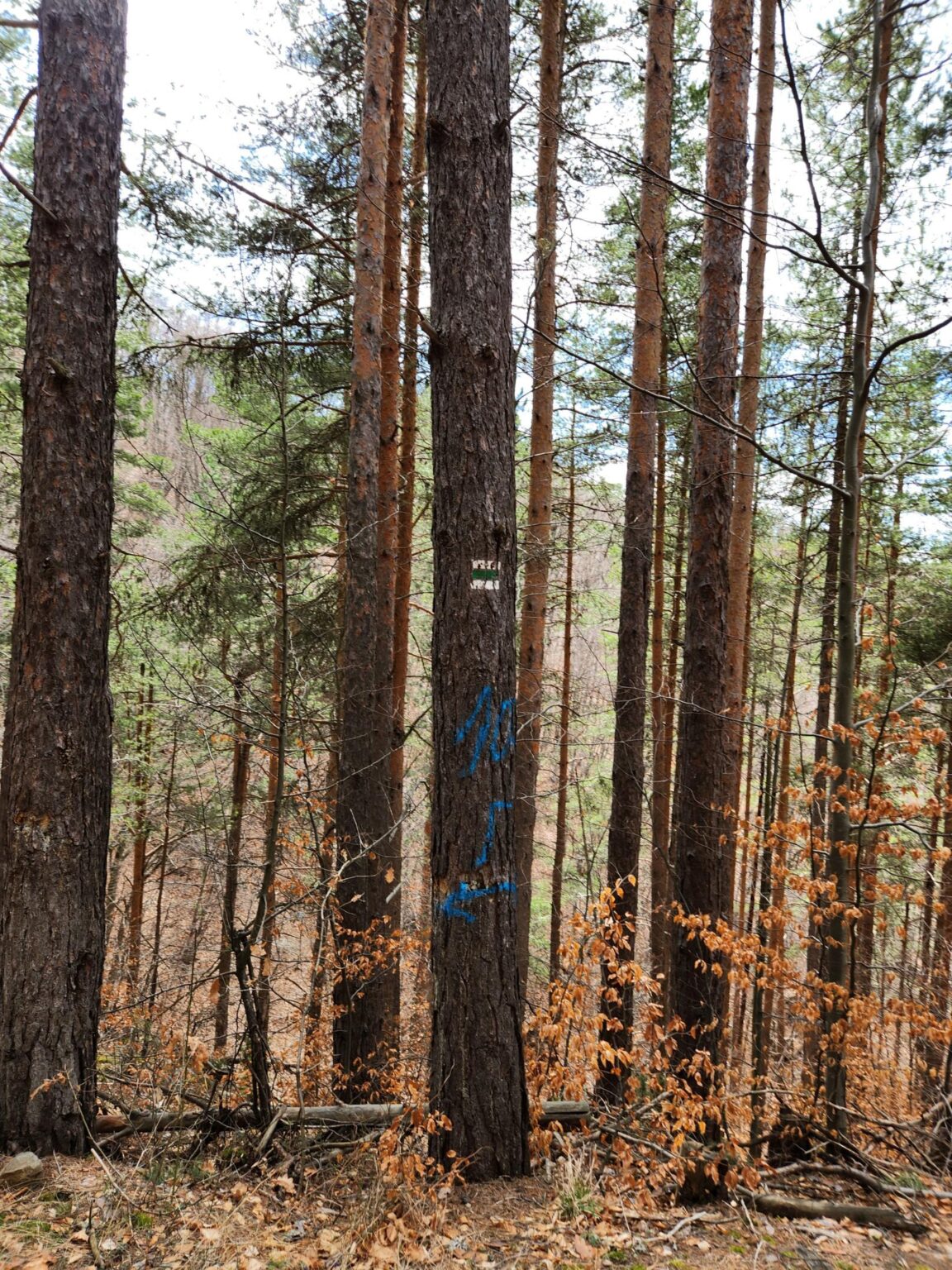 The Dark Side of Vitosha: The Eco-Trail from Chuypetlovo to Smilyo Shelter