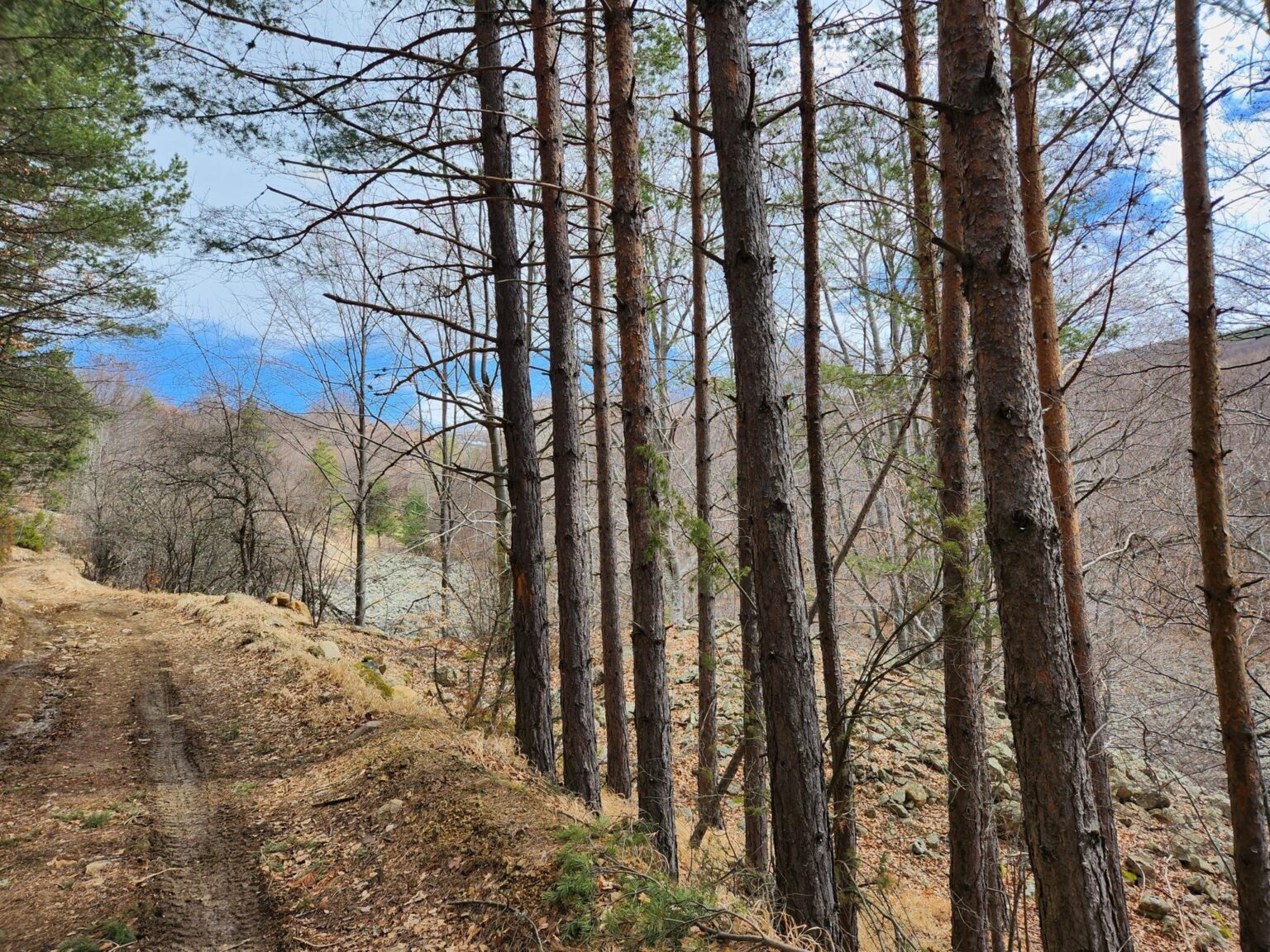 The Dark Side of Vitosha: The Eco-Trail from Chuypetlovo to Smilyo Shelter