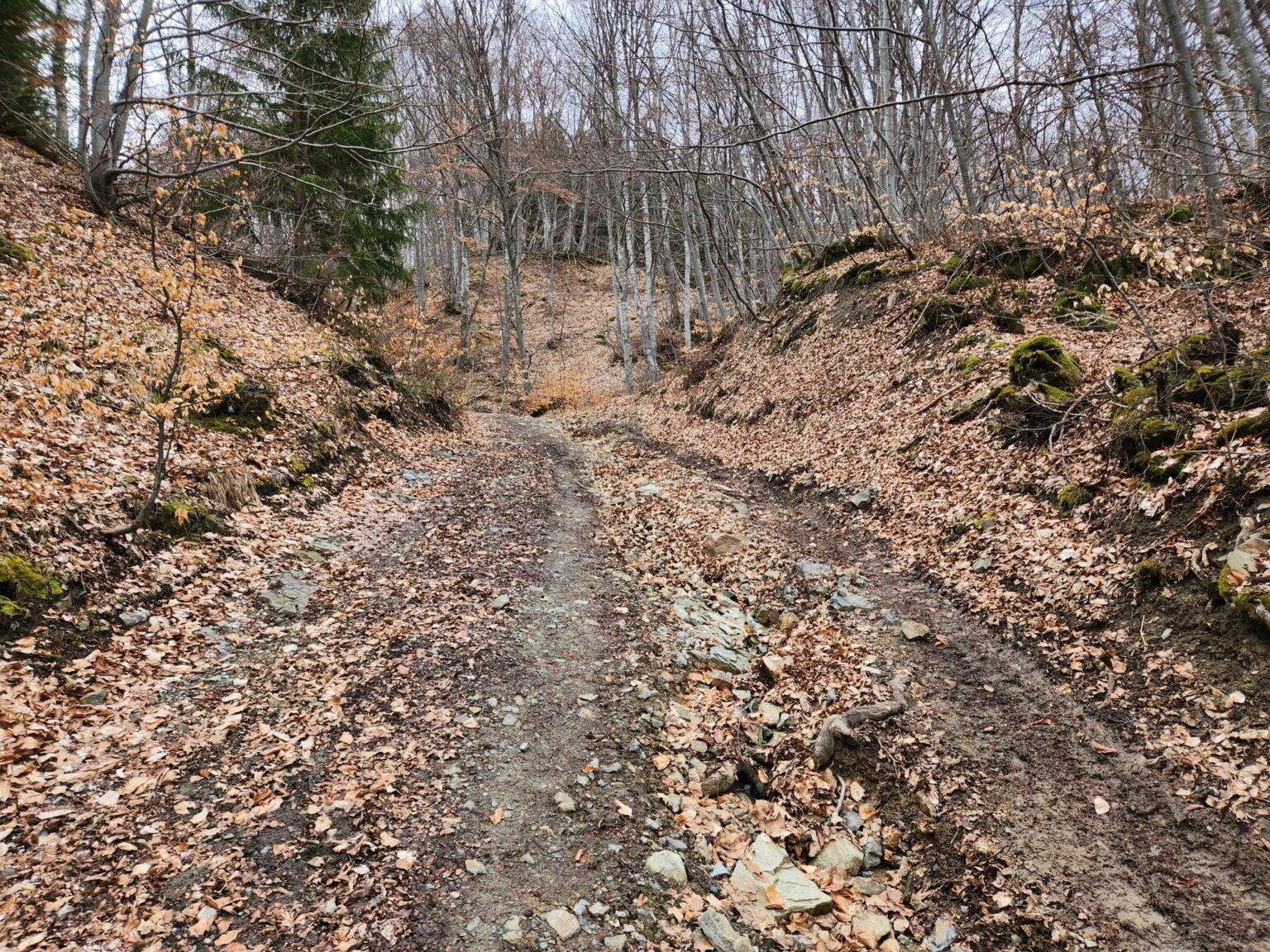 The Dark Side of Vitosha: The Eco-Trail from Chuypetlovo to Smilyo Shelter
