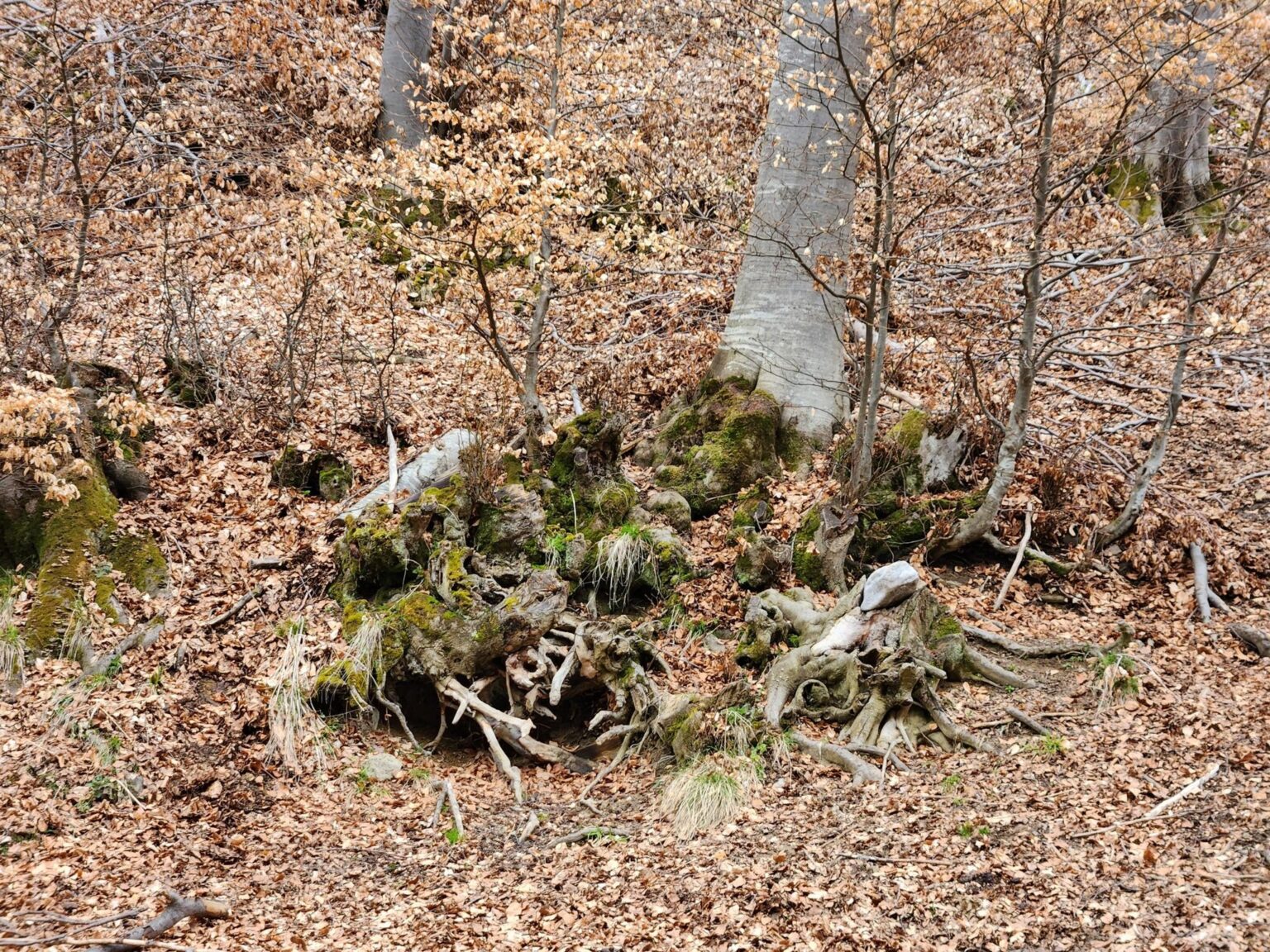 The Dark Side of Vitosha: The Eco-Trail from Chuypetlovo to Smilyo Shelter