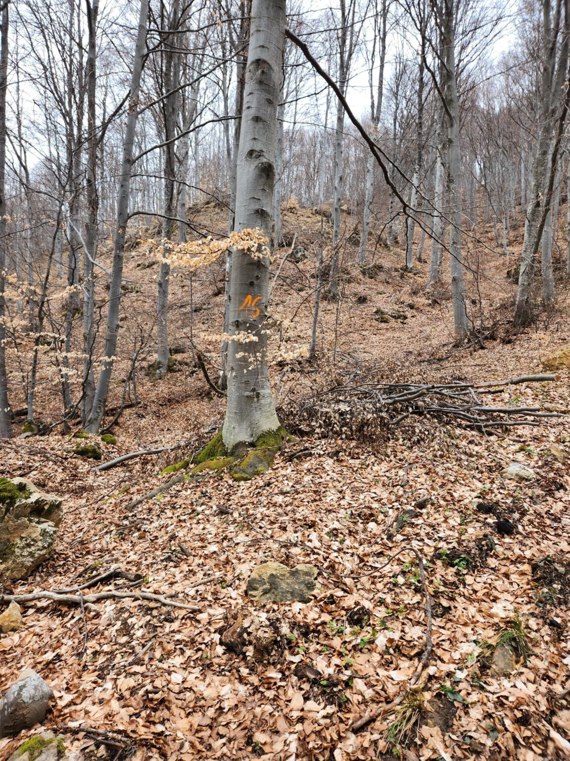 The Dark Side of Vitosha: The Eco-Trail from Chuypetlovo to Smilyo Shelter