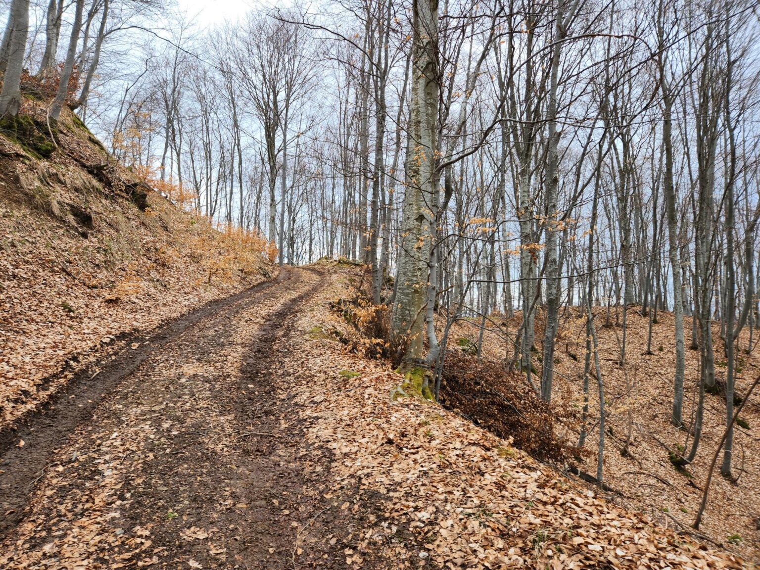 The Dark Side of Vitosha: The Eco-Trail from Chuypetlovo to Smilyo Shelter