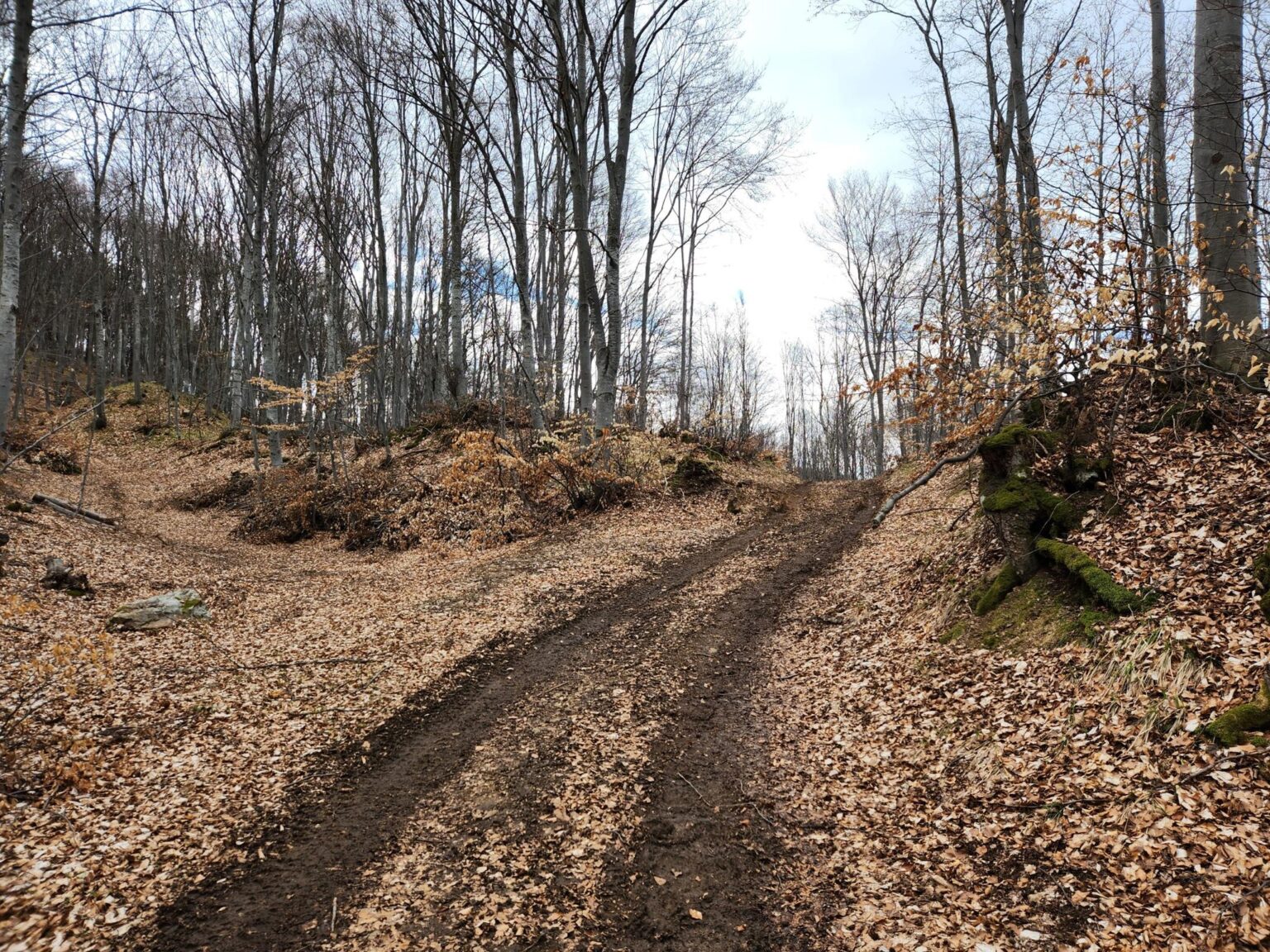 The Dark Side of Vitosha: The Eco-Trail from Chuypetlovo to Smilyo Shelter