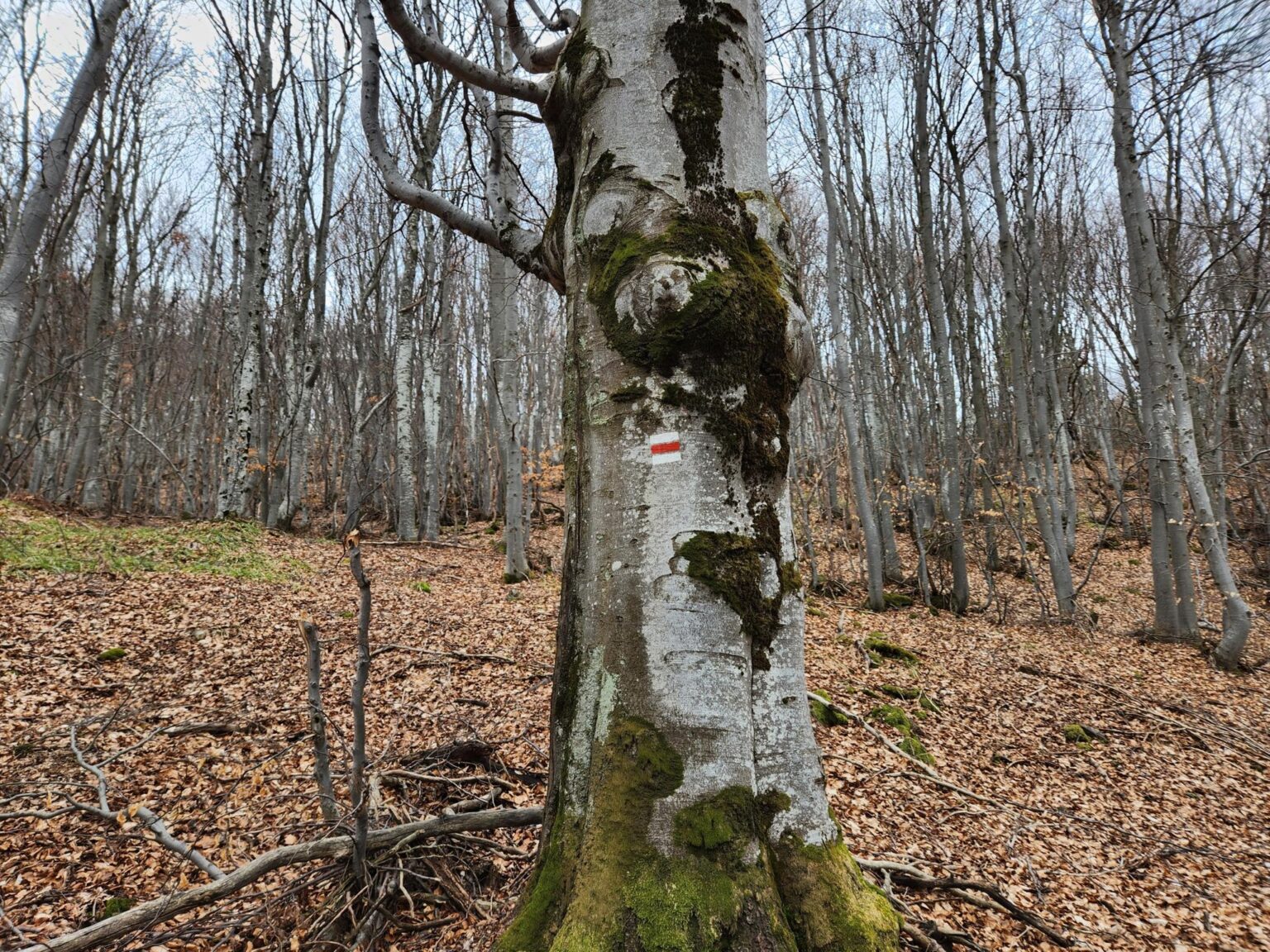 The Dark Side of Vitosha: The Eco-Trail from Chuypetlovo to Smilyo Shelter
