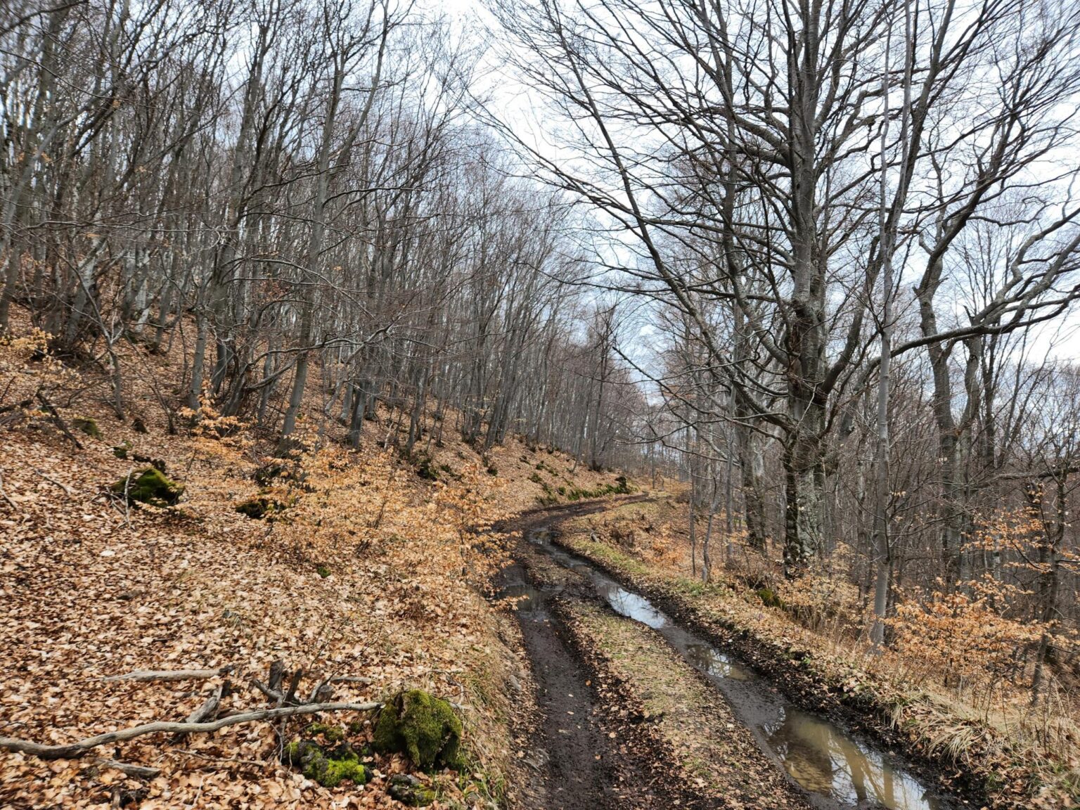 The Dark Side of Vitosha: The Eco-Trail from Chuypetlovo to Smilyo Shelter