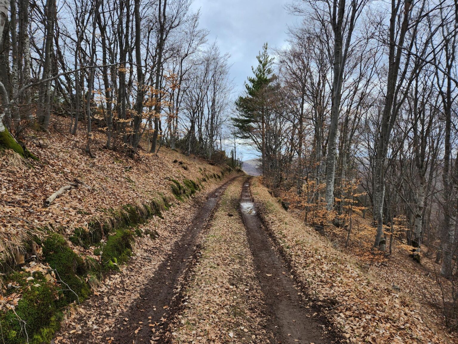 The Dark Side of Vitosha: The Eco-Trail from Chuypetlovo to Smilyo Shelter