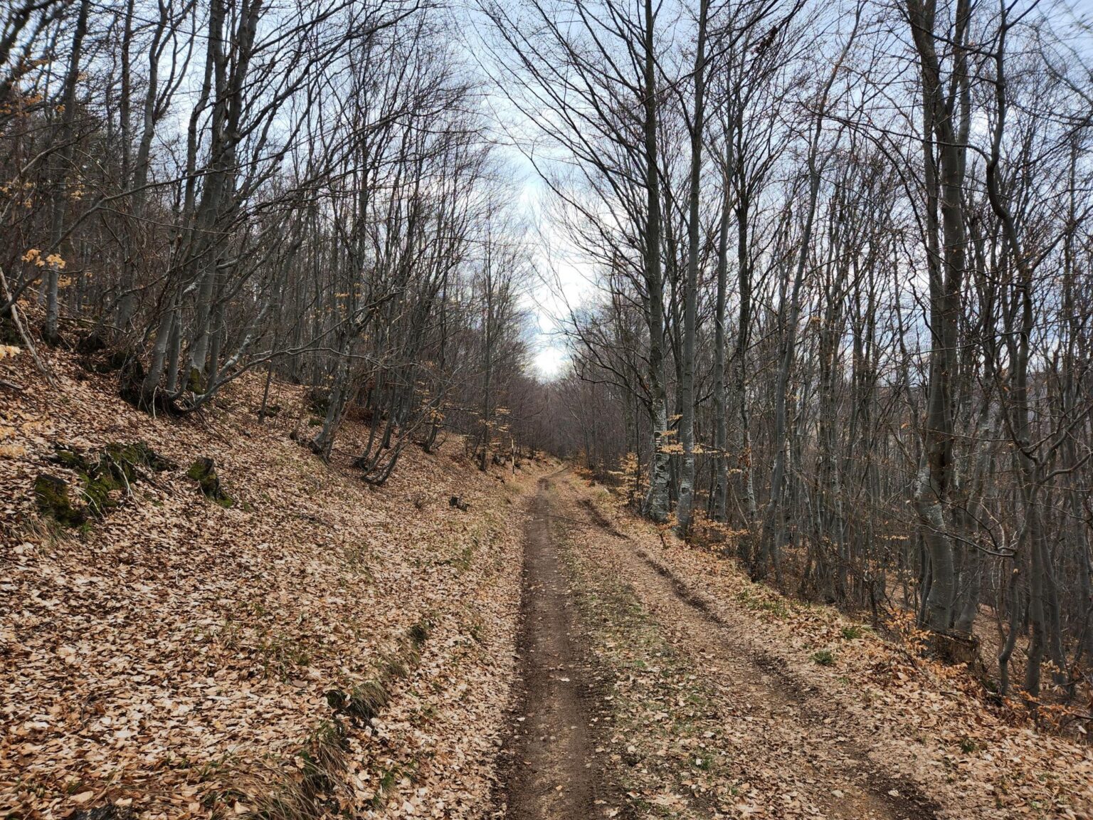 The Dark Side of Vitosha: The Eco-Trail from Chuypetlovo to Smilyo Shelter