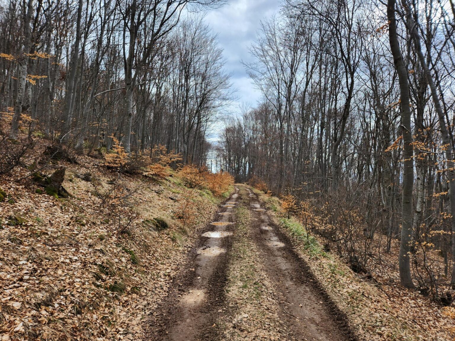The Dark Side of Vitosha: The Eco-Trail from Chuypetlovo to Smilyo Shelter