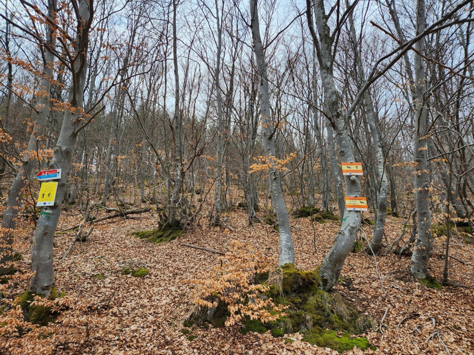 The Dark Side of Vitosha: The Eco-Trail from Chuypetlovo to Smilyo Shelter