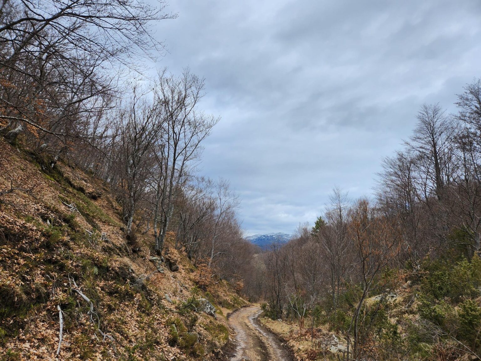 The Dark Side of Vitosha: The Eco-Trail from Chuypetlovo to Smilyo Shelter