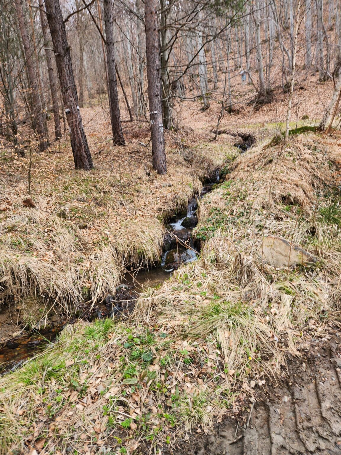The Dark Side of Vitosha: The Eco-Trail from Chuypetlovo to Smilyo Shelter