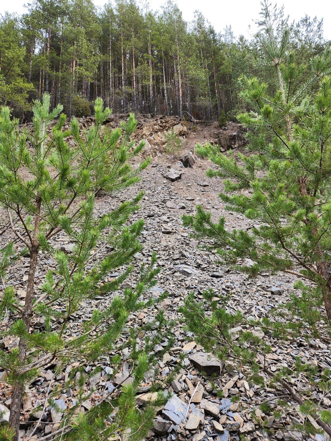 The Dark Side of Vitosha: The Eco-Trail from Chuypetlovo to Smilyo Shelter