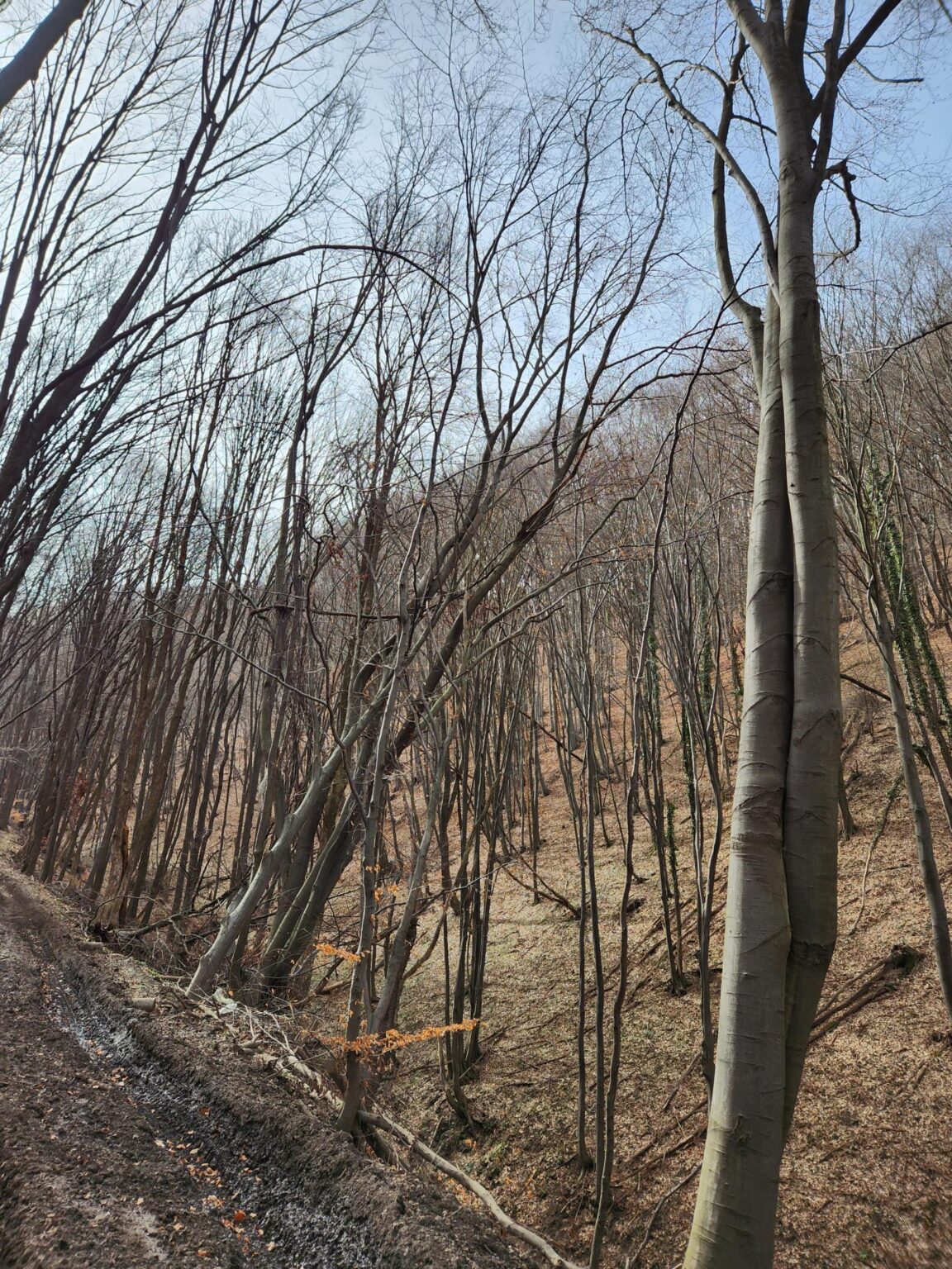 Esperanto Eco Trail to Bankya – A Half-Day Escape from Sofia