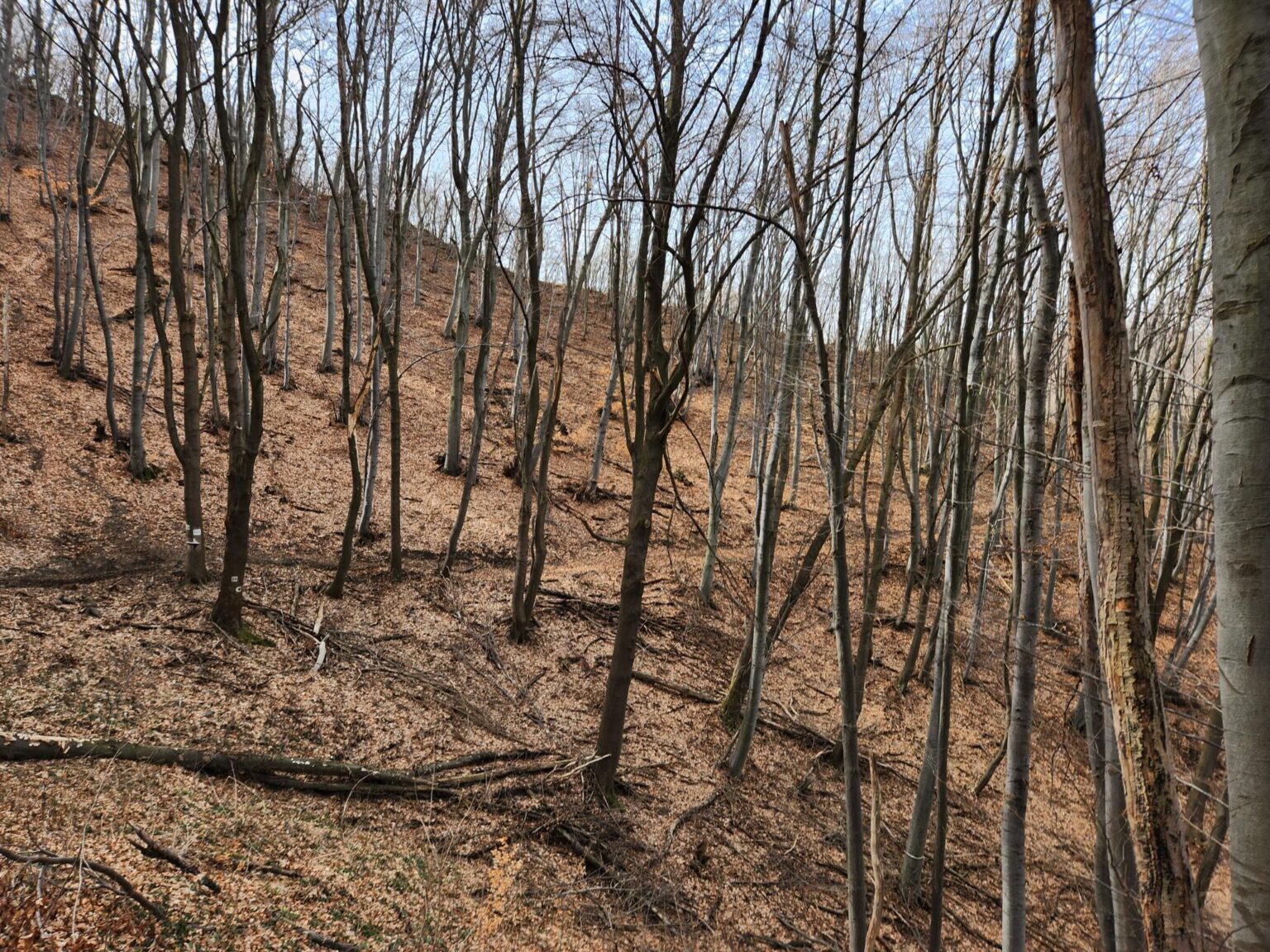 Esperanto Eco Trail to Bankya – A Half-Day Escape from Sofia