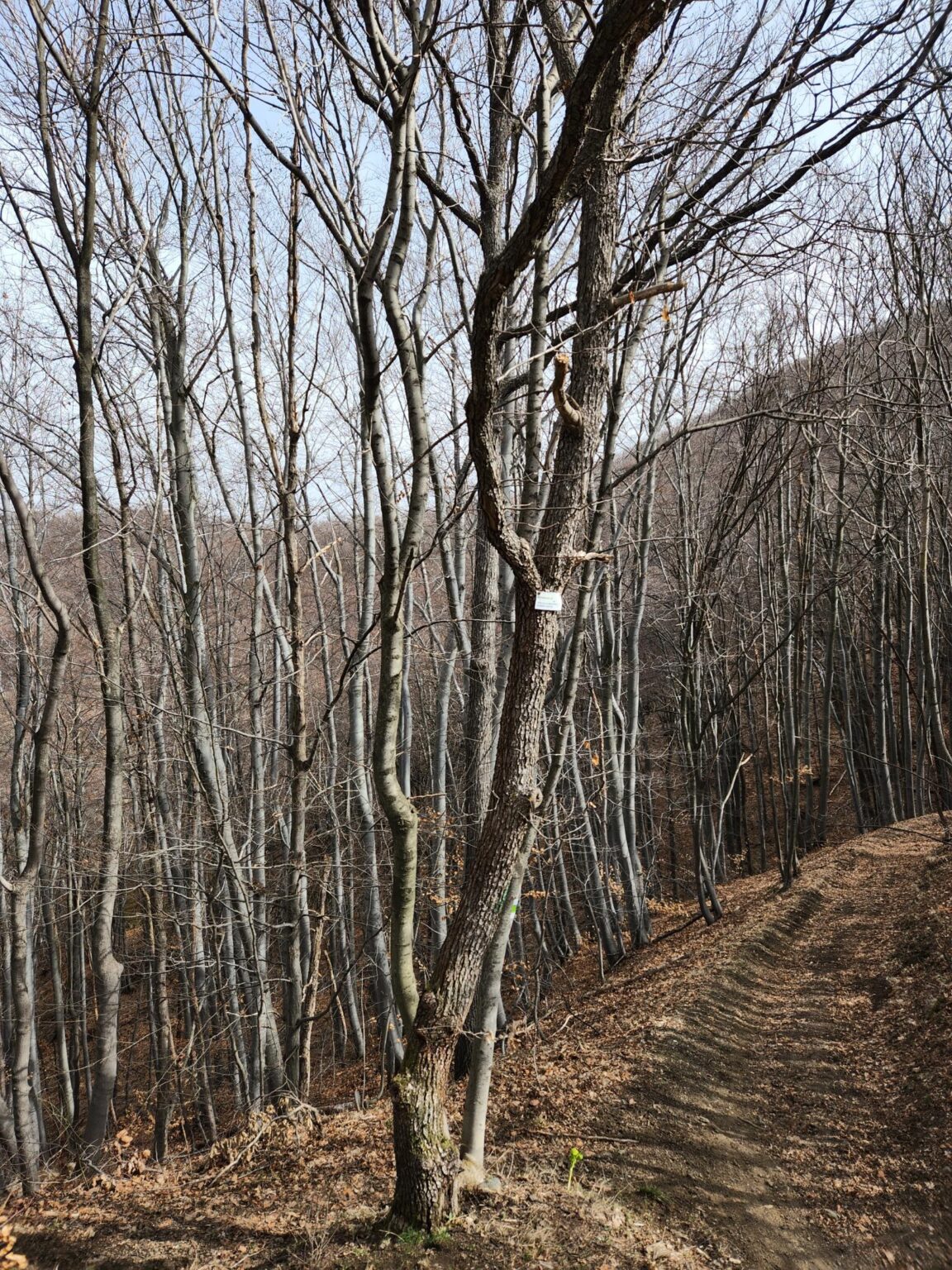 Esperanto Eco Trail to Bankya – A Half-Day Escape from Sofia