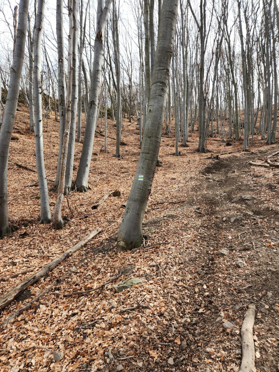 Esperanto Eco Trail to Bankya – A Half-Day Escape from Sofia