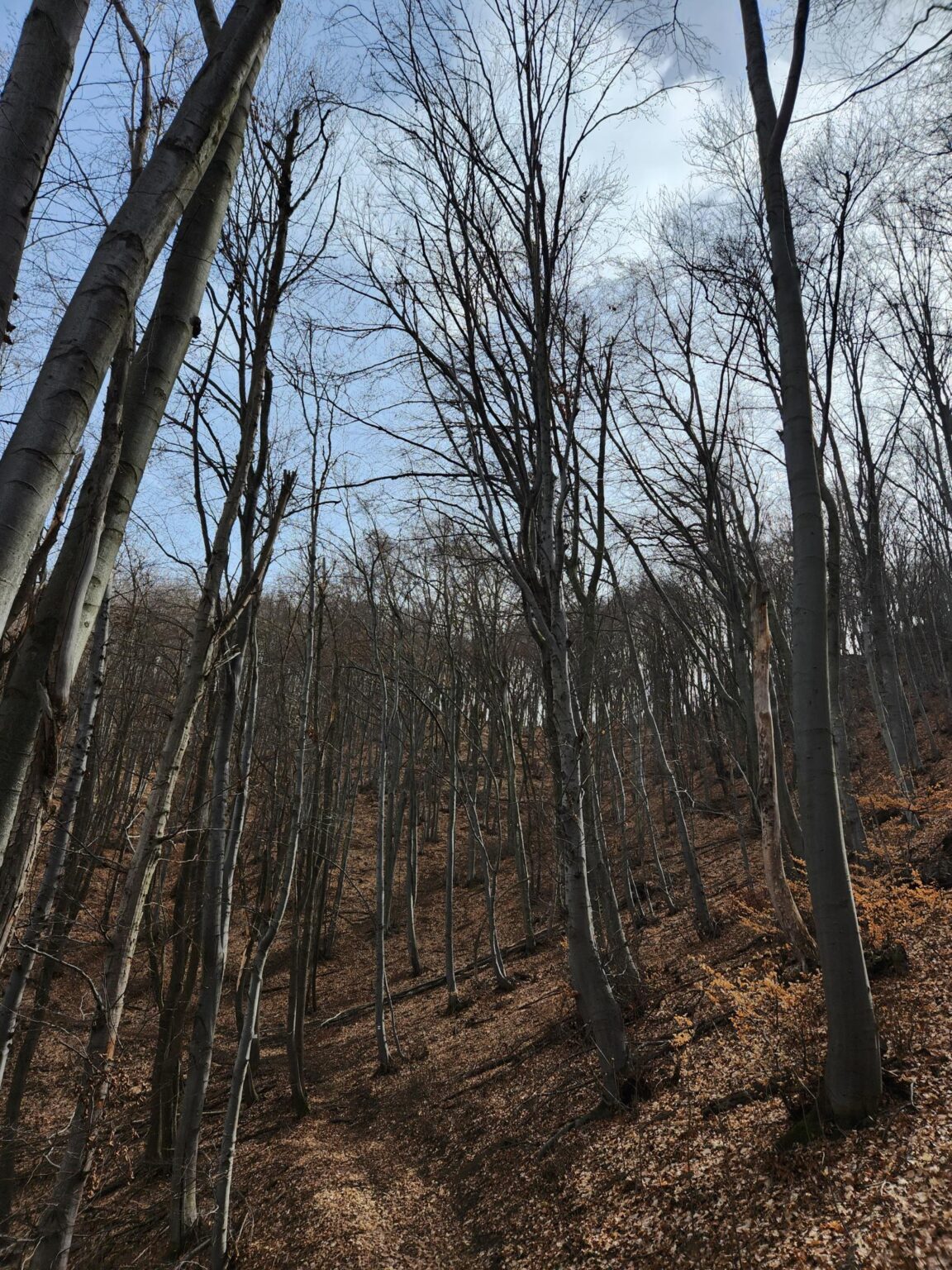 Esperanto Eco Trail to Bankya – A Half-Day Escape from Sofia