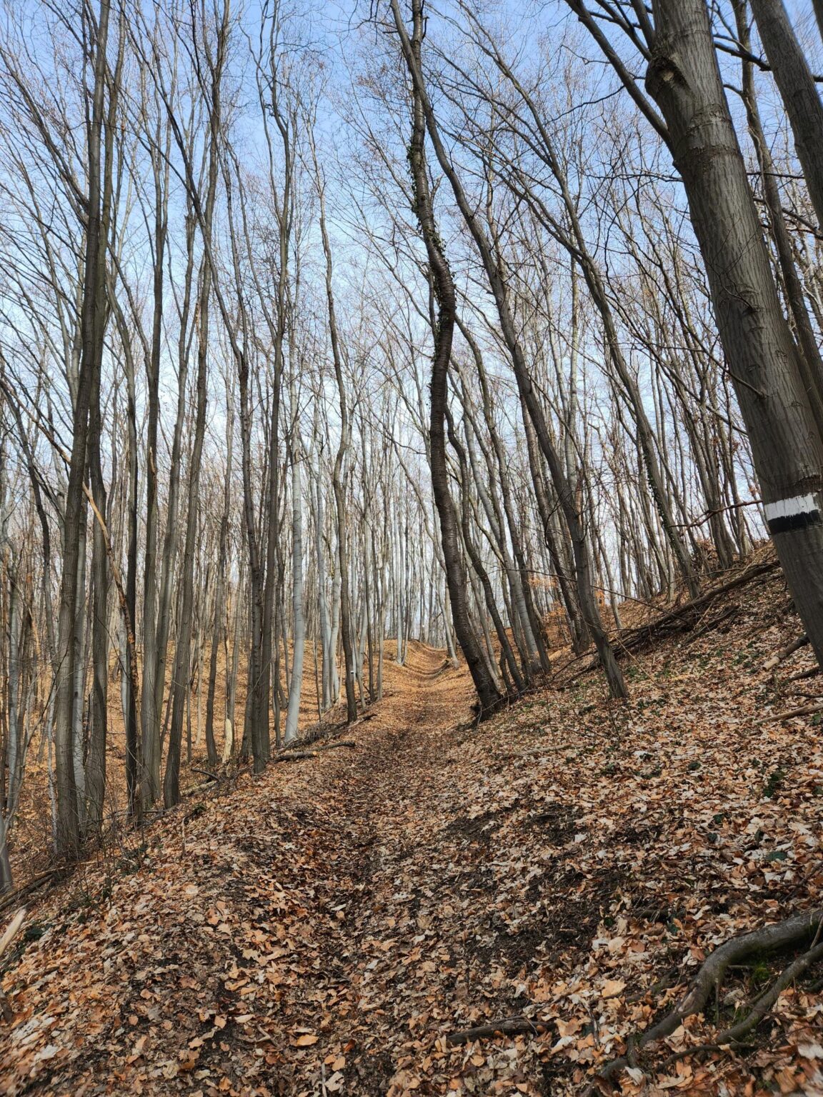Esperanto Eco Trail to Bankya – A Half-Day Escape from Sofia