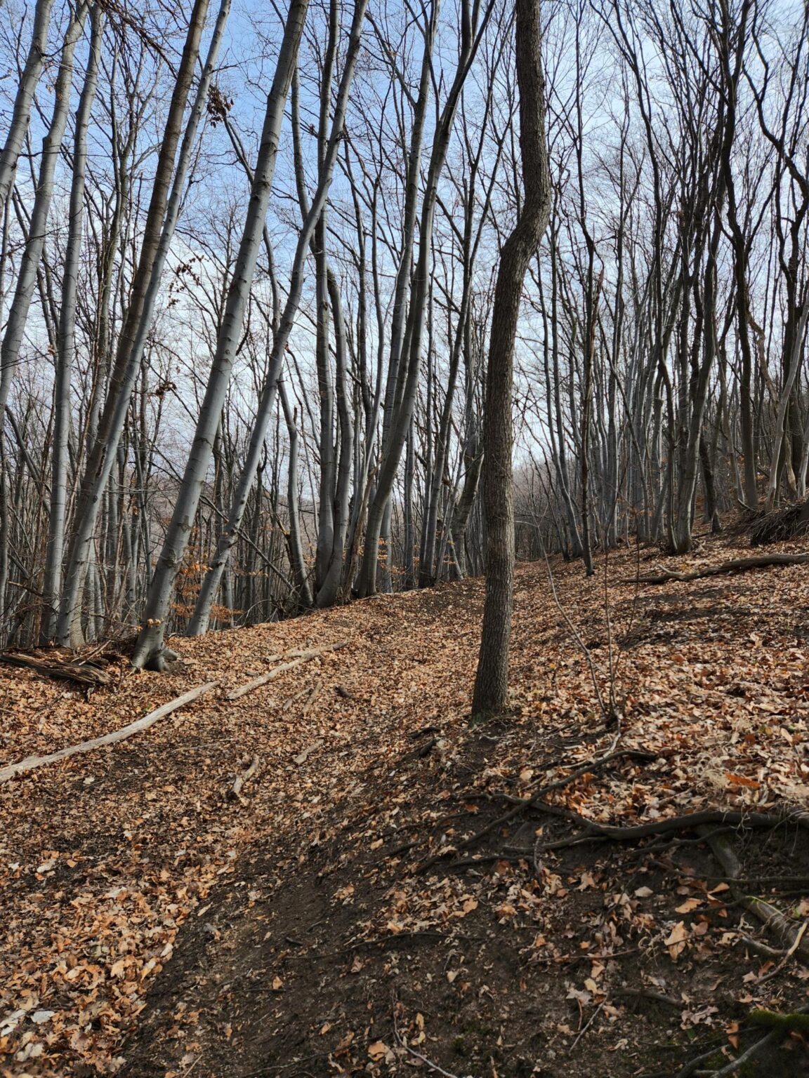 Esperanto Eco Trail to Bankya – A Half-Day Escape from Sofia