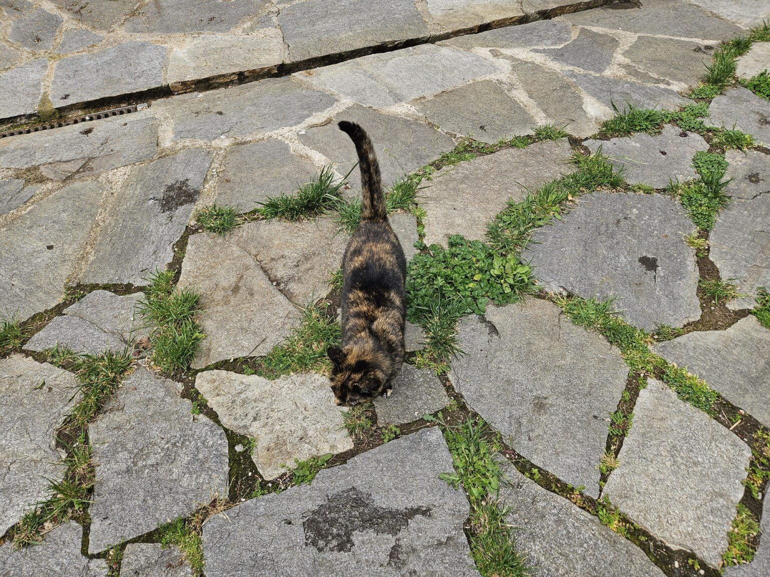 Cat on stone slabs in Bachkovo Monastery