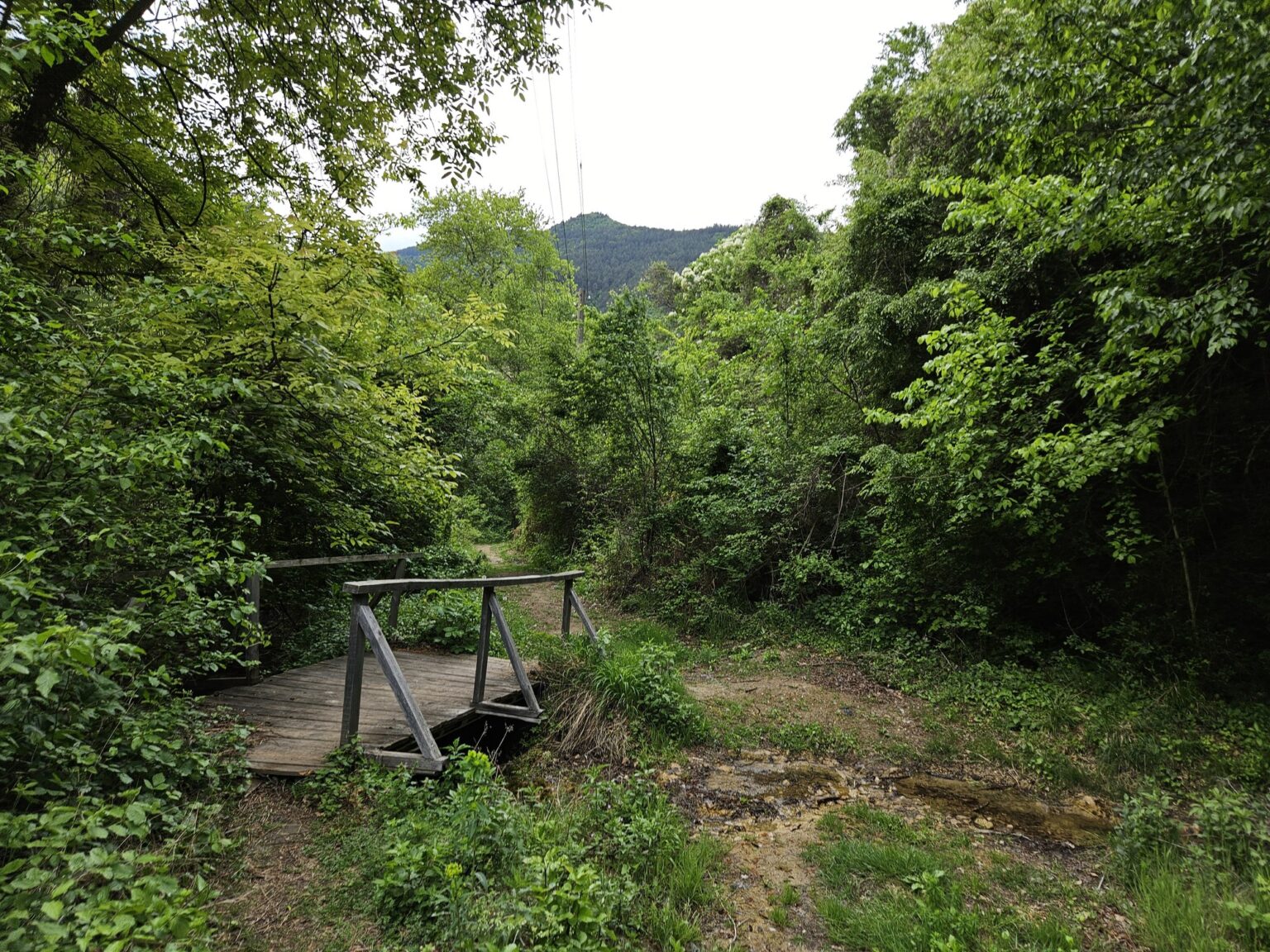 Forest path near the Bachkovo Monastery