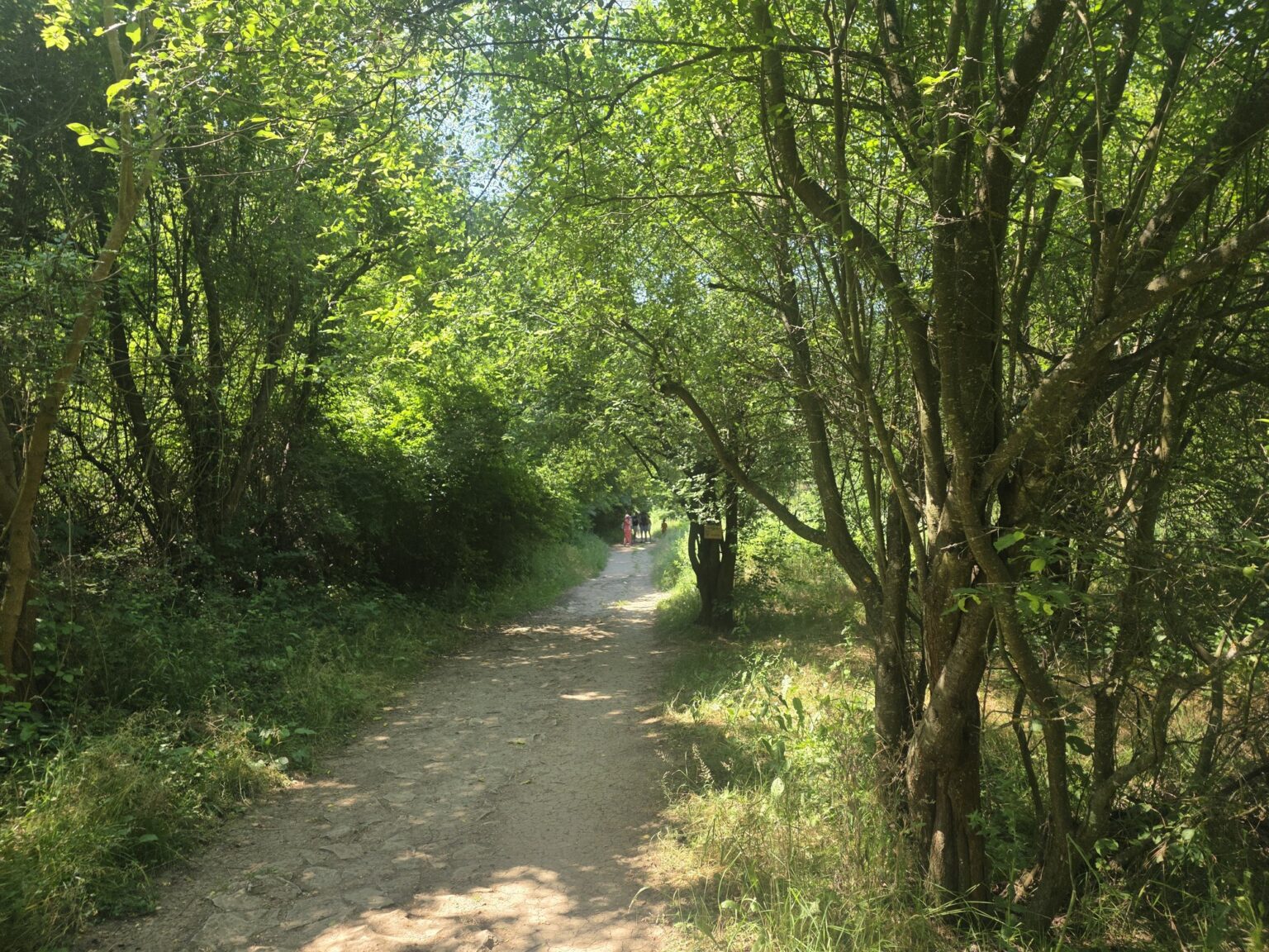 Forest path among the trees on Iskar-Panega eco-trail