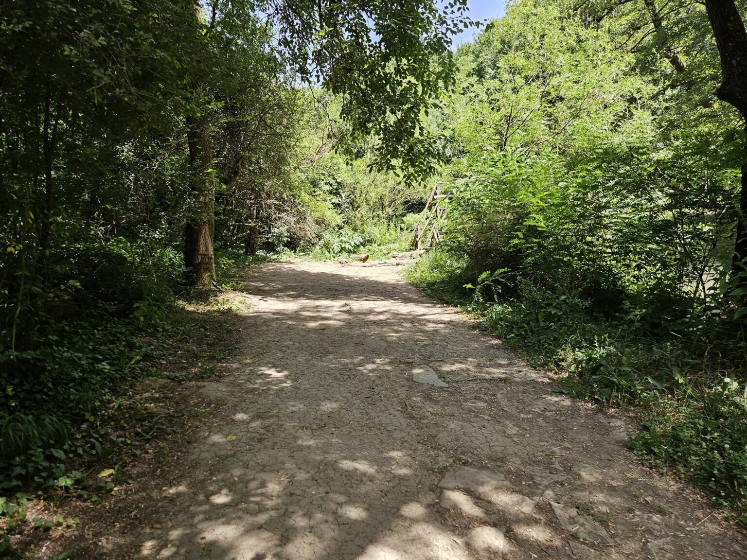 Sandy alley under shady trees in the forest