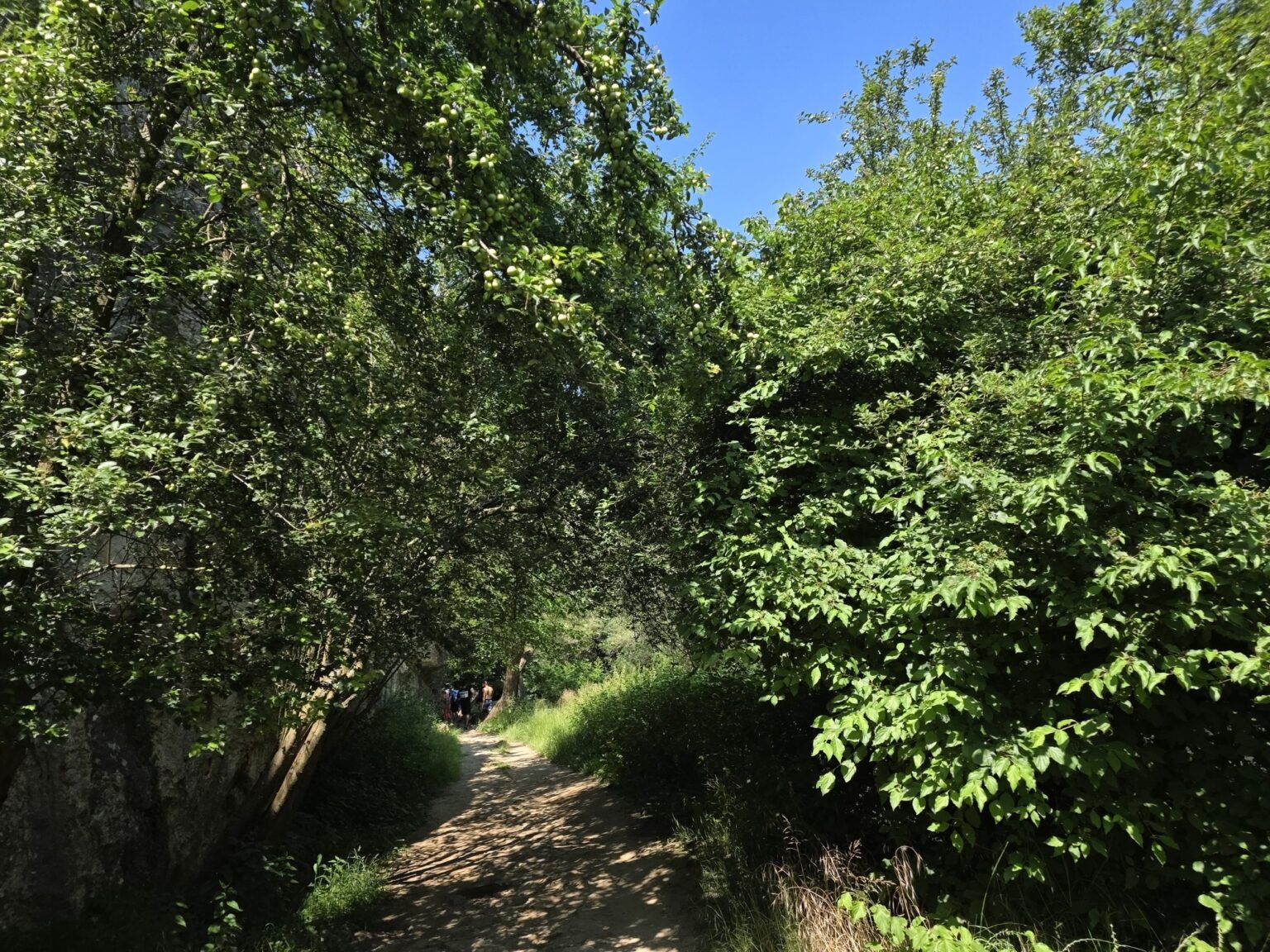 Narrow forest path among dense bushes and trees