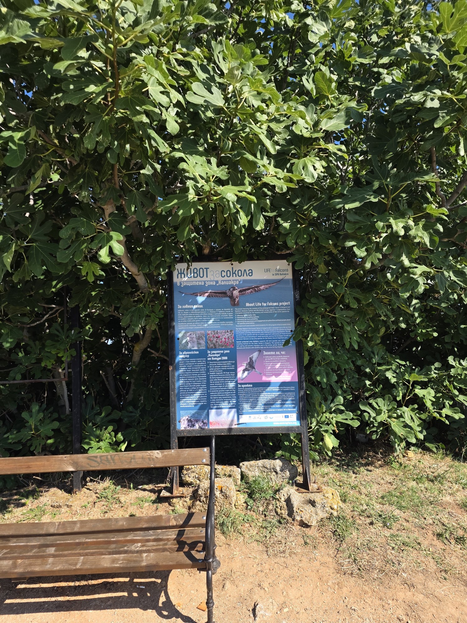 Information board and bench near the tree on Cape Kaliakra