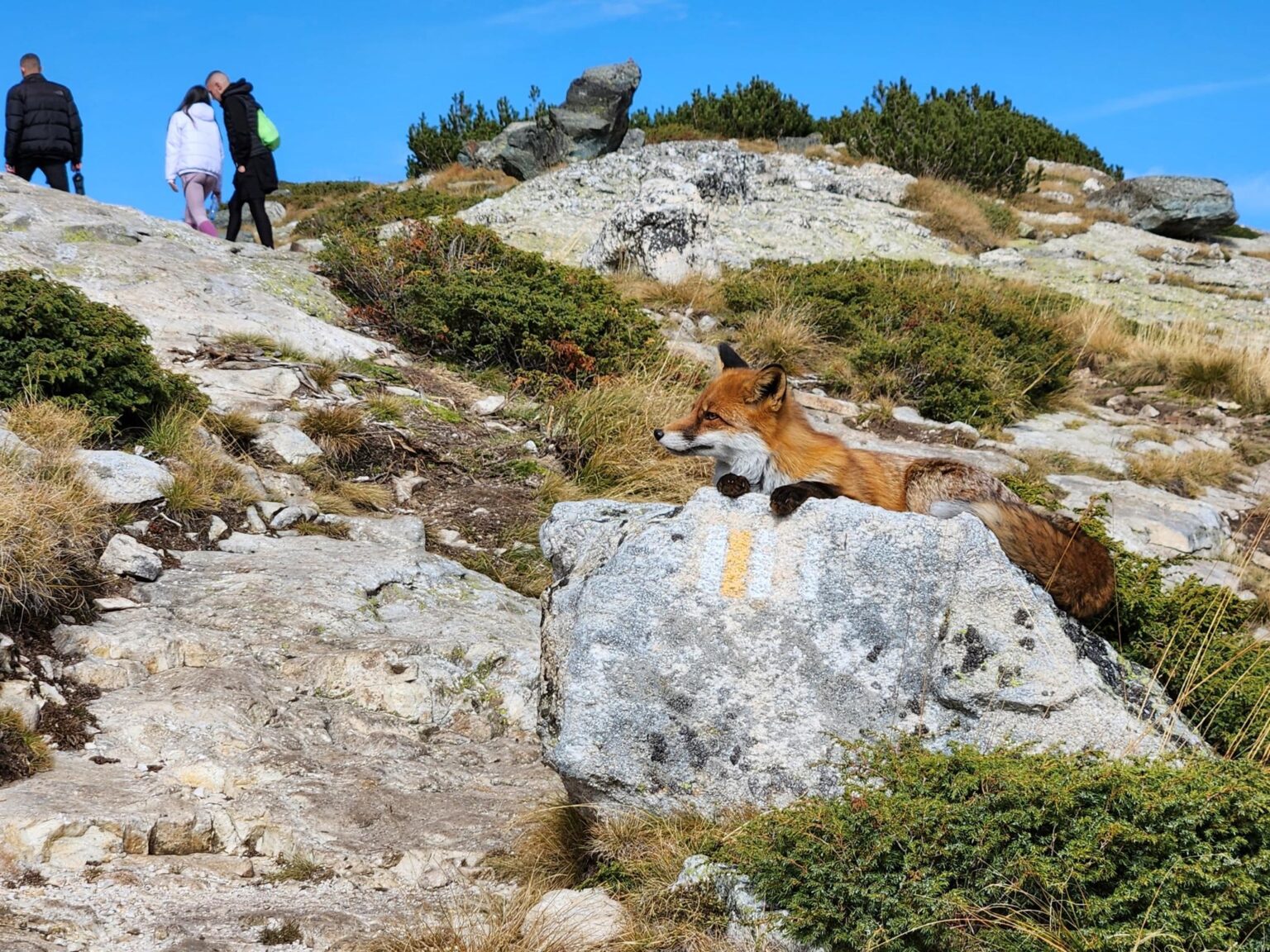 The Seven Rila Lakes, Bulgaria: The Fox That Behaved Like a Cat